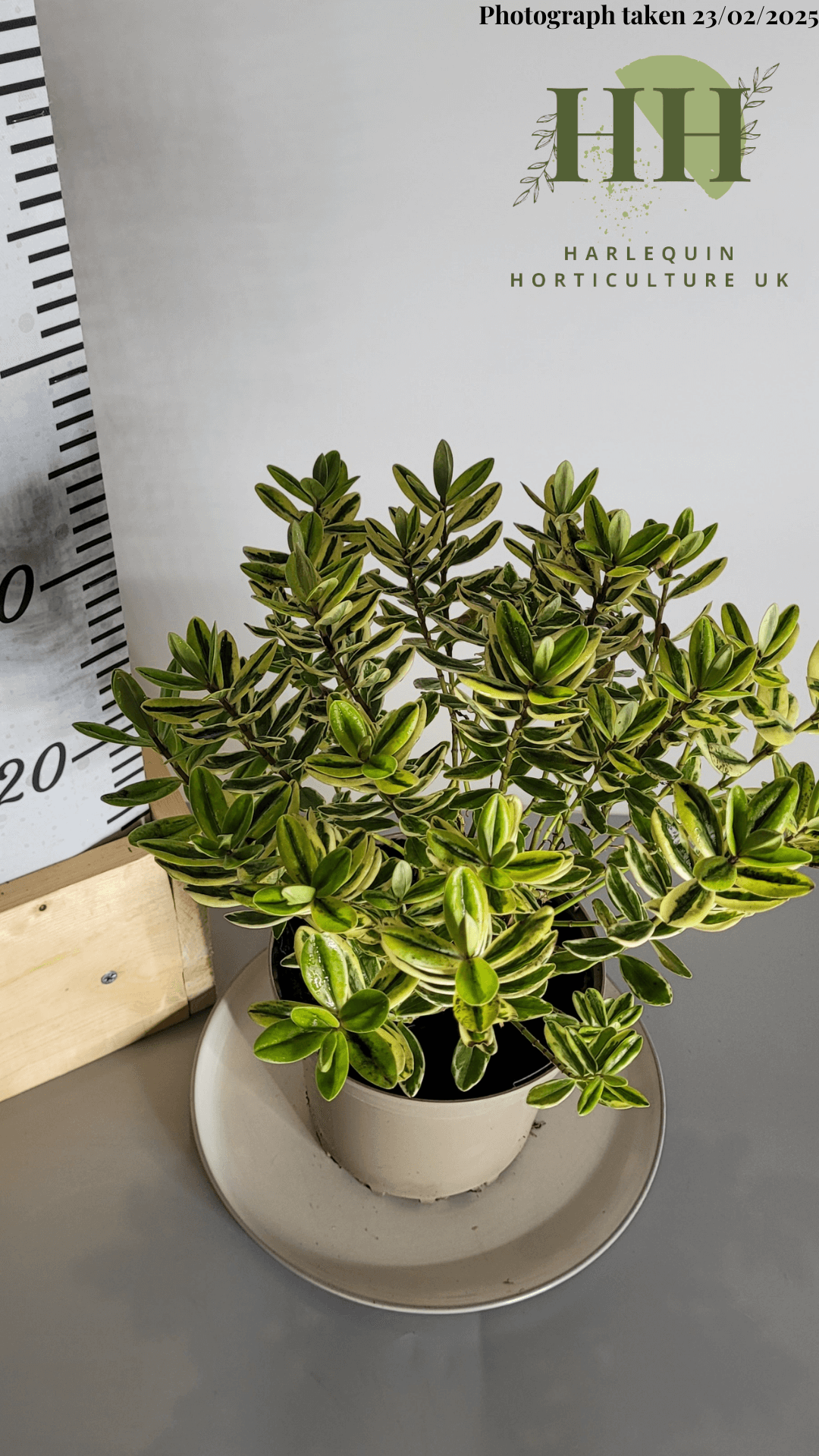 Hebe fran 'Variegata' | Evergreen Shrub | Size: 2 litre, 17cm Pot | Current Height: 35cm, Pot included