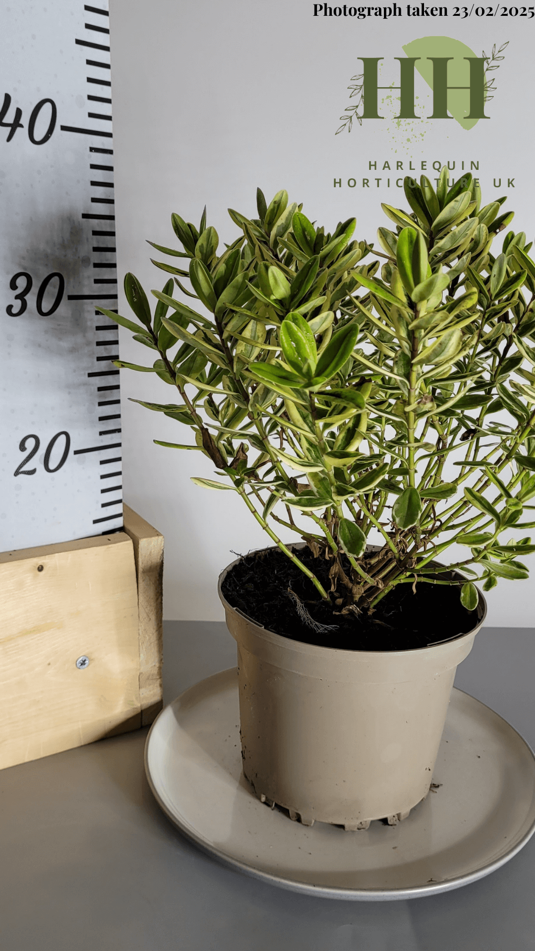 Hebe fran 'Variegata' | Evergreen Shrub | Size: 2 litre, 17cm Pot | Current Height: 35cm, Pot included