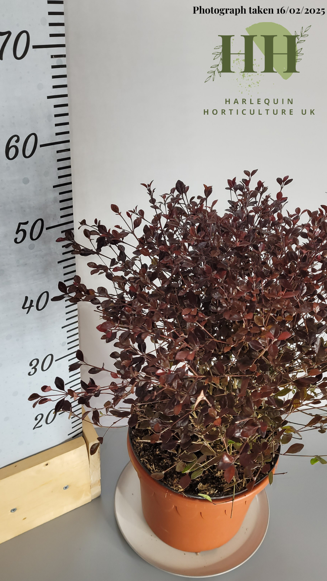 Lophomyrtus ralphii 'Red Dragon' | Evergreen Shrub | 5 litre, 22.5cm Pot | Current Height: 60cm, Pot included