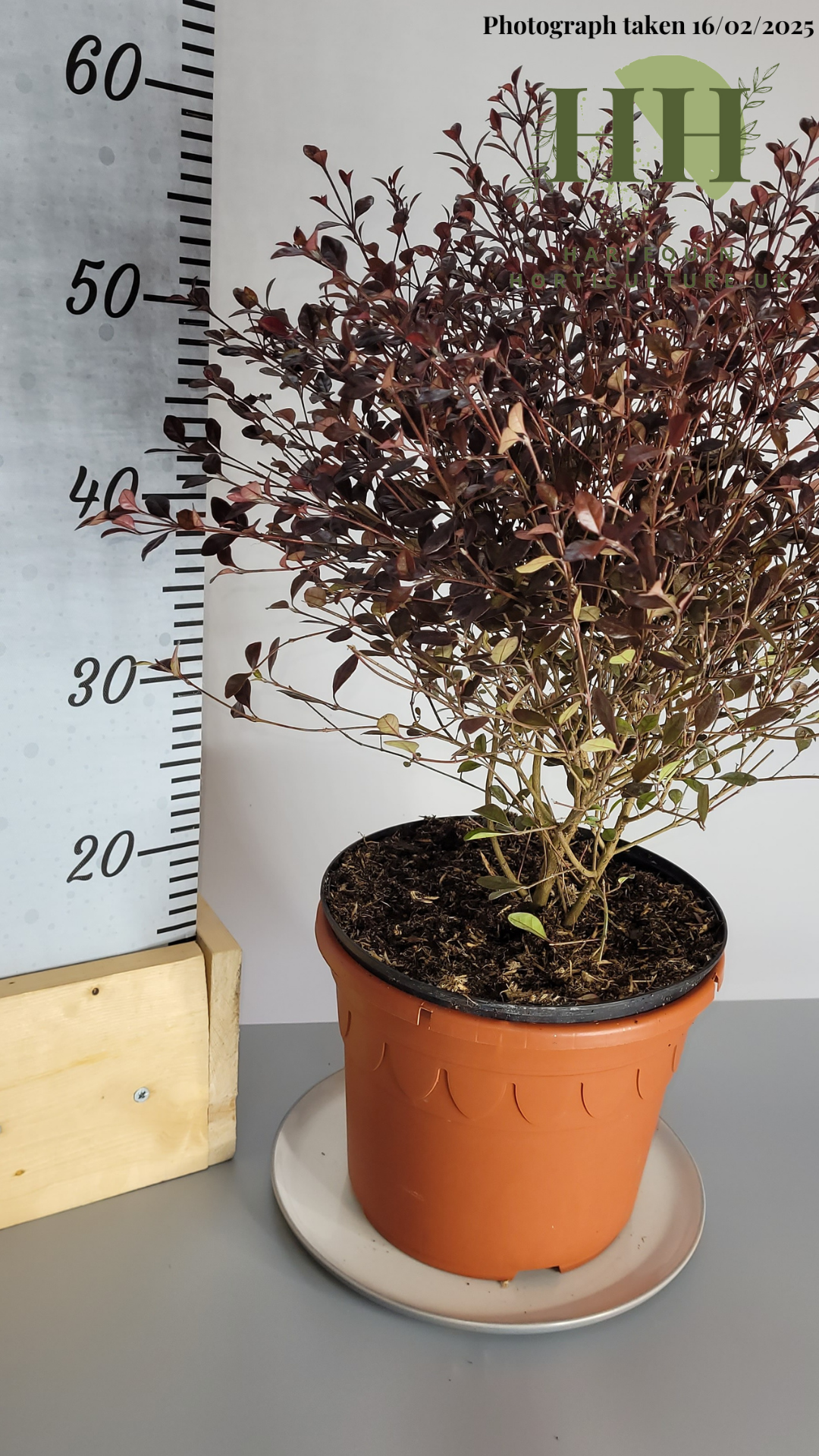 Lophomyrtus ralphii 'Red Dragon' | Evergreen Shrub | 5 litre, 22.5cm Pot | Current Height: 60cm, Pot included