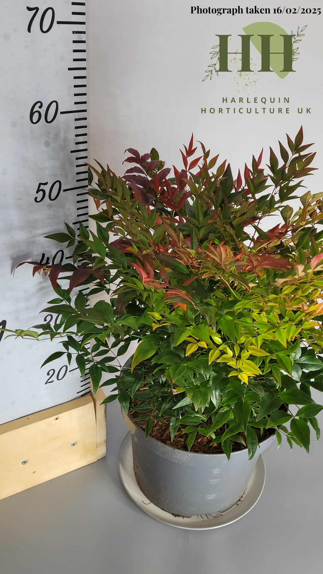 Nandina domestica 'Gulf Stream' | Deciduous Shrub | 7.5 litre, 25cm Pot | Current Height: 50cm, Pot included