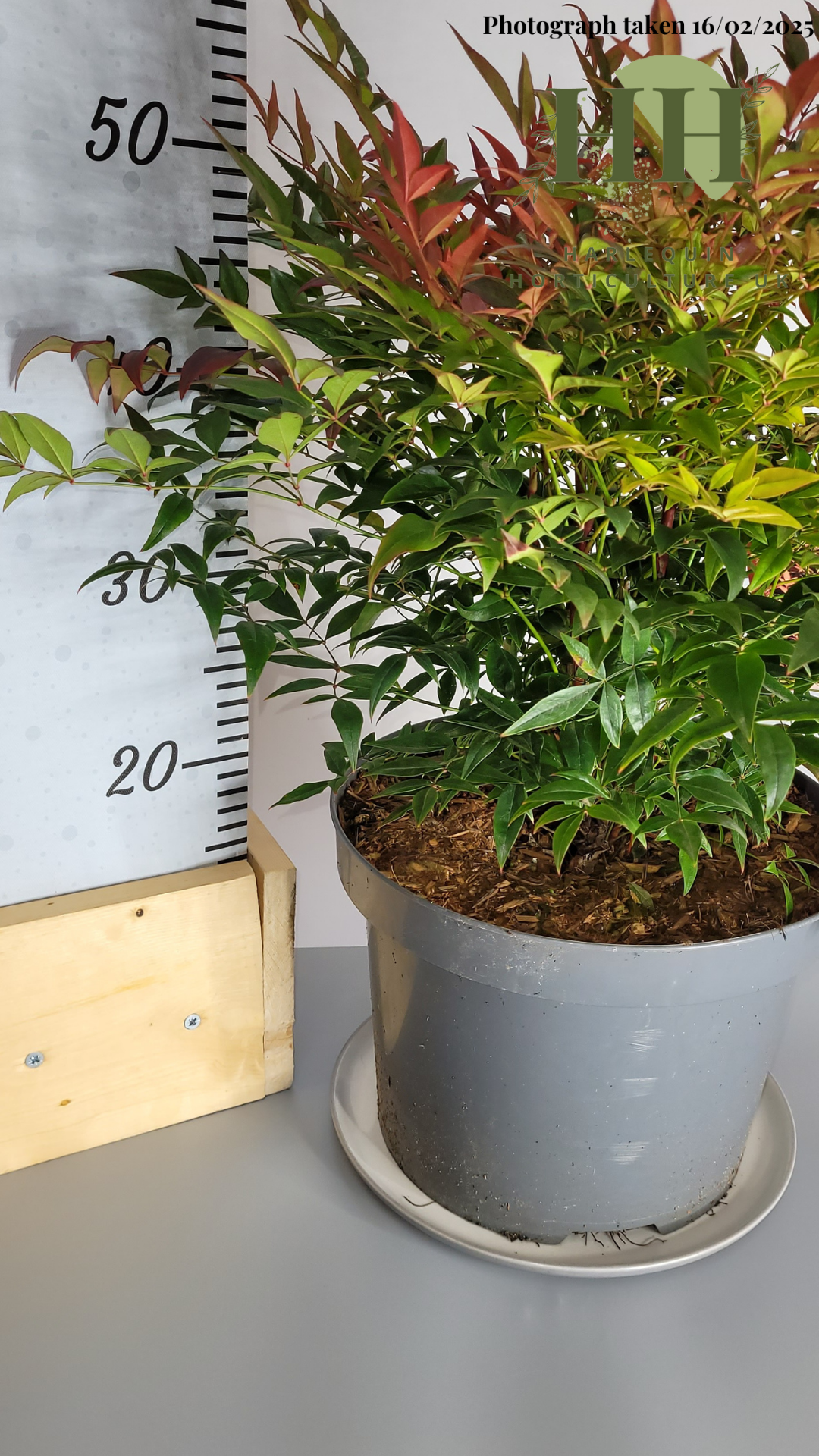Nandina domestica 'Gulf Stream' | Deciduous Shrub | 7.5 litre, 25cm Pot | Current Height: 50cm, Pot included