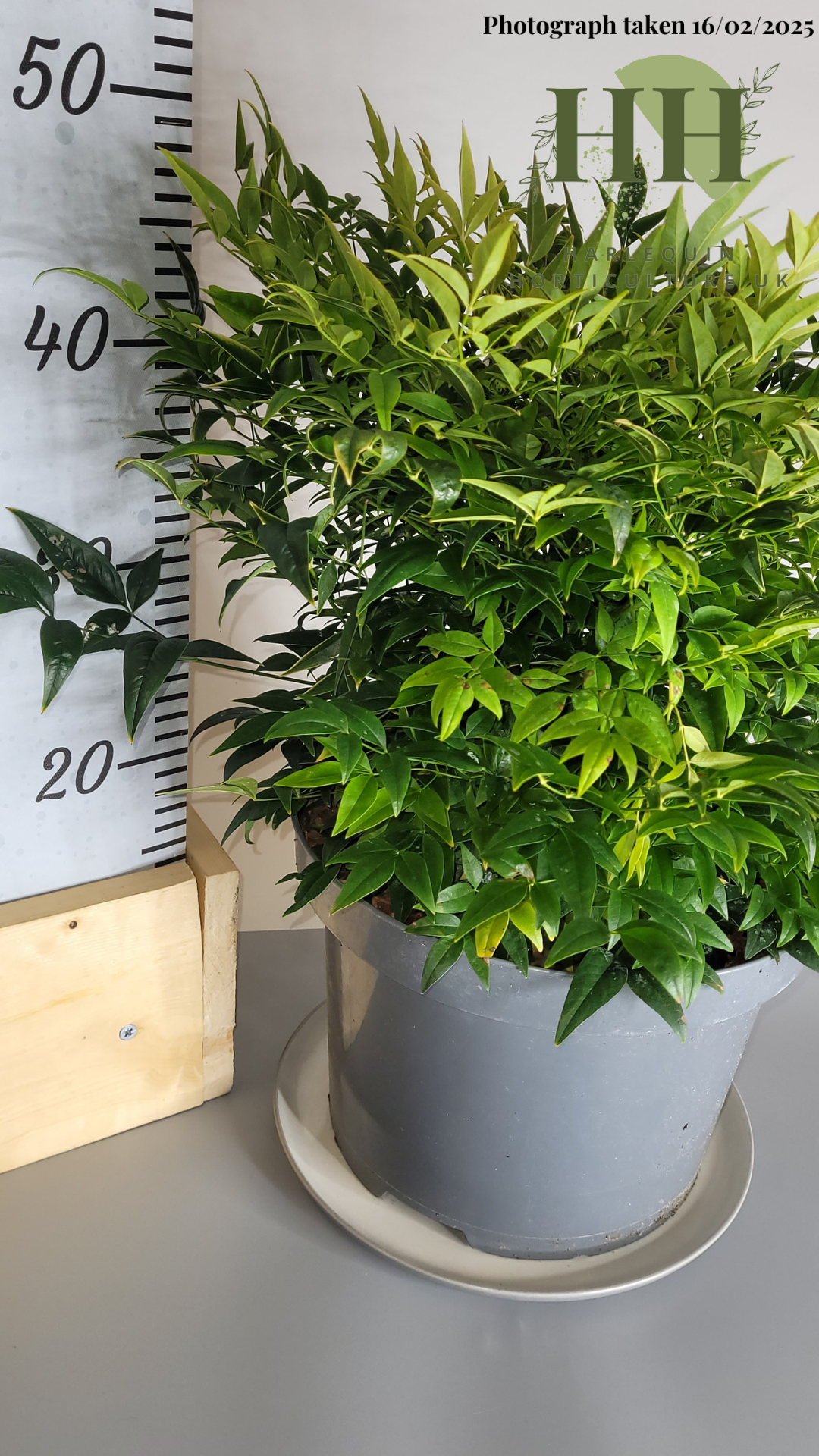 Nandina domestica 'Lemon and Lime' | Evergreen Shrub | Size: 7.5 litre, 25cm Pot | Current Height: 45cm, Pot included