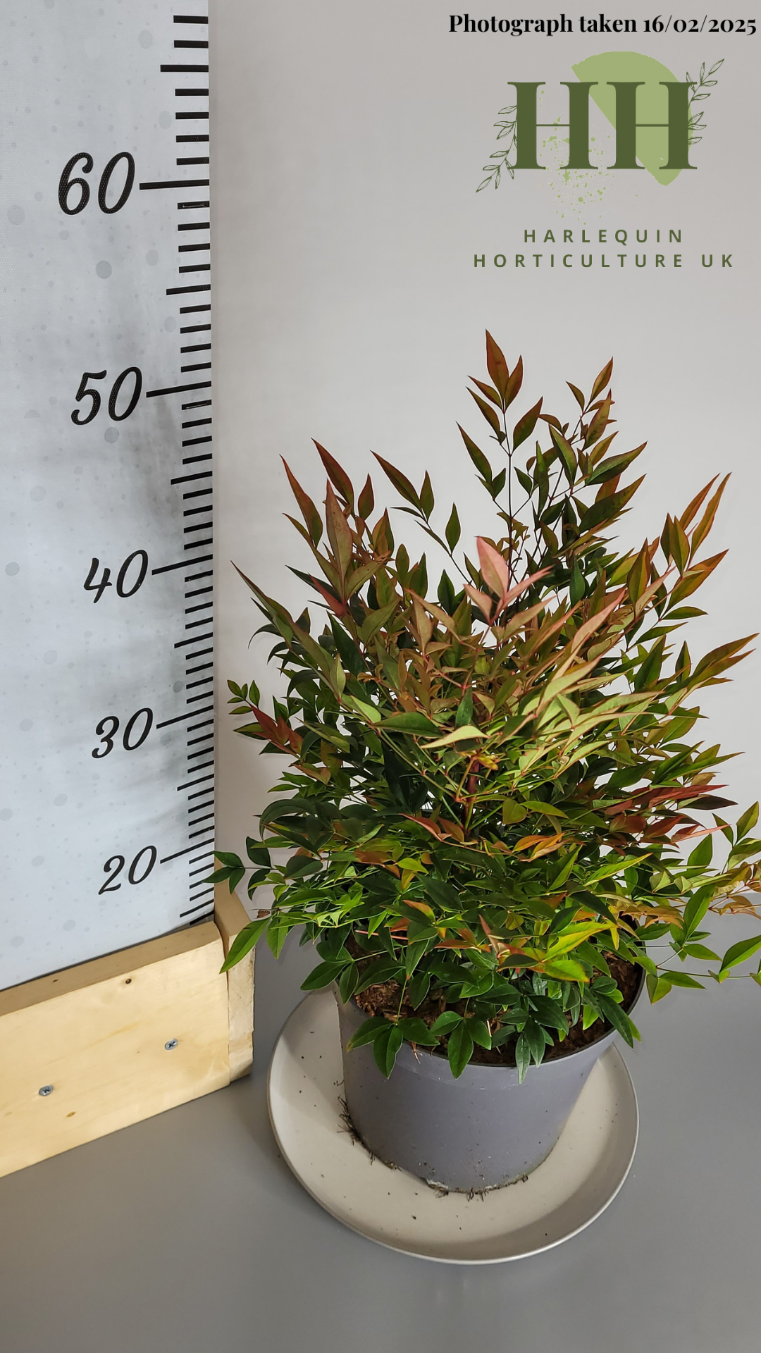 Nandina domestica 'Obsessed' | Deciduous Shrub | 4 litre, 20cm Pot | Current Height: 50cm, Pot included