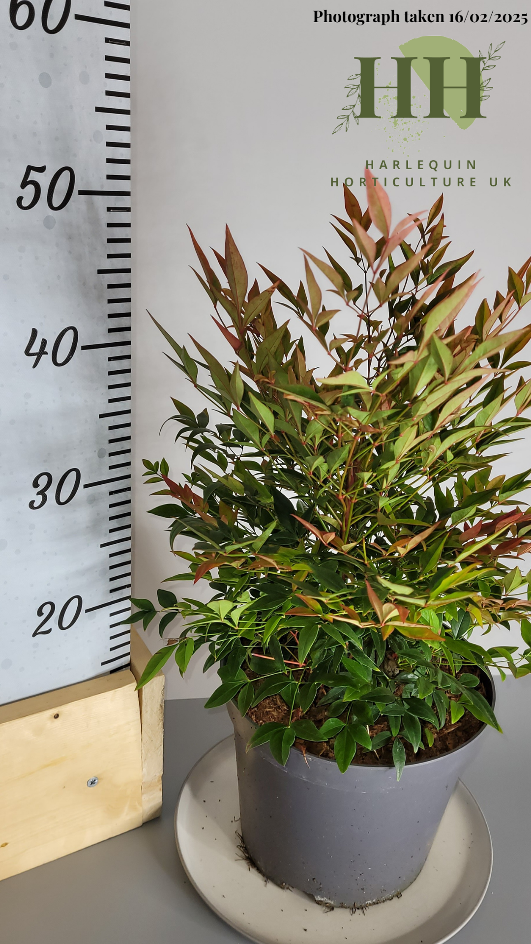 Nandina domestica 'Obsessed' | Deciduous Shrub | 4 litre, 20cm Pot | Current Height: 50cm, Pot included
