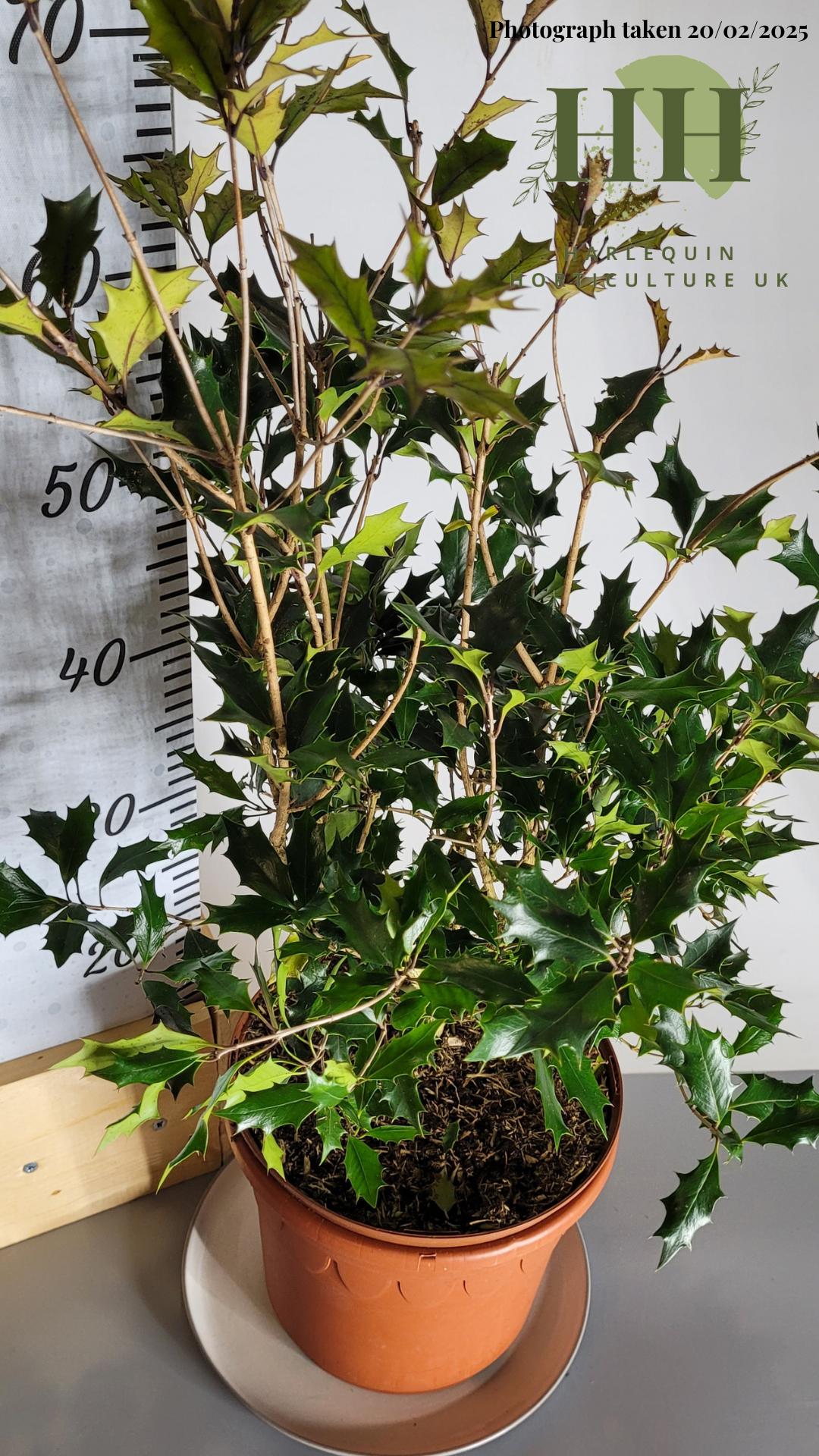 Osmanthus heterophyllus 'Purpureus' | Evergreen Shrub | Size: 5 litre, 22.5cm Pot | Current Height: 70cm, Pot included