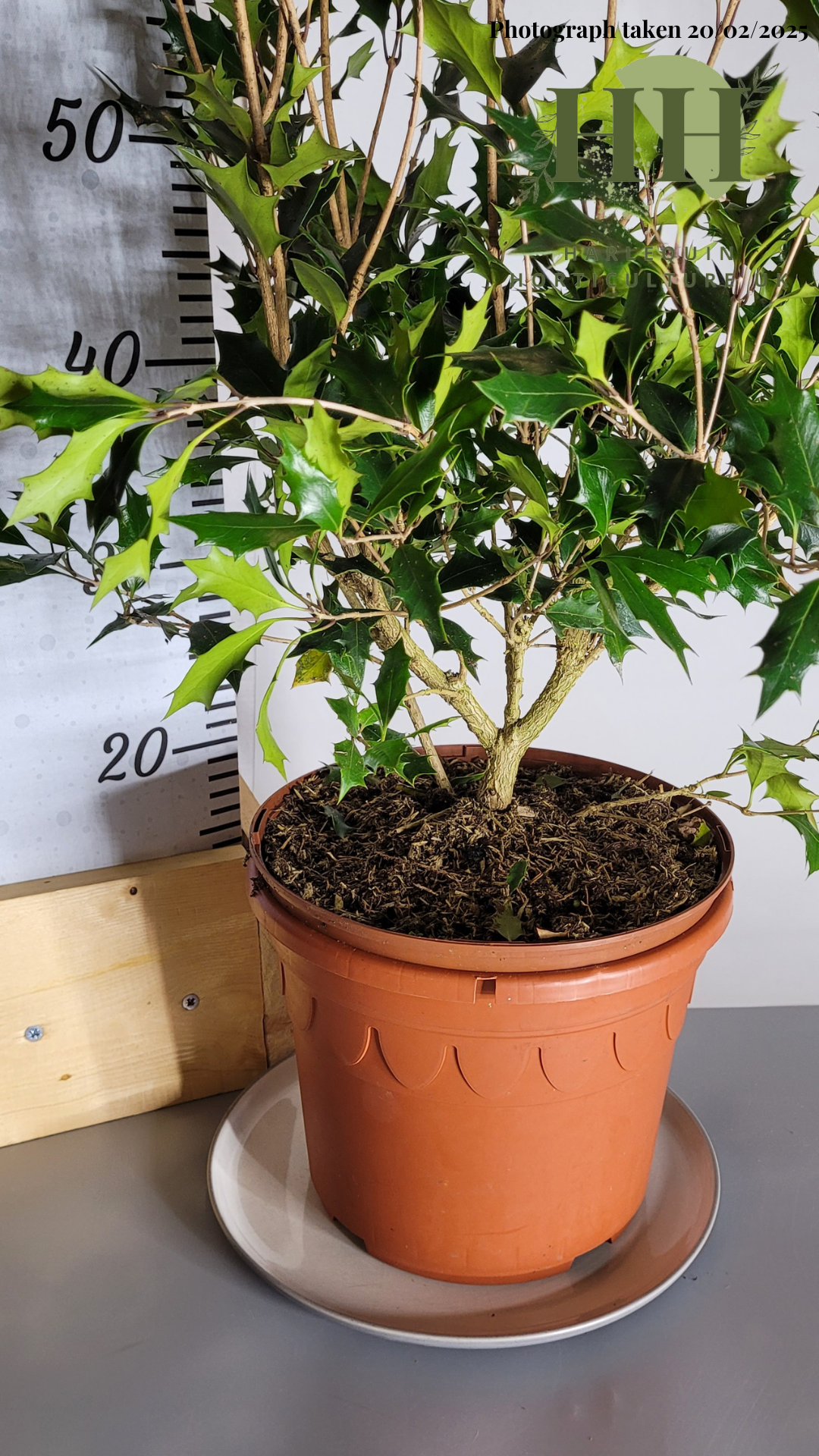 Osmanthus heterophyllus 'Purpureus' | Evergreen Shrub | Size: 5 litre, 22.5cm Pot | Current Height: 70cm, Pot included