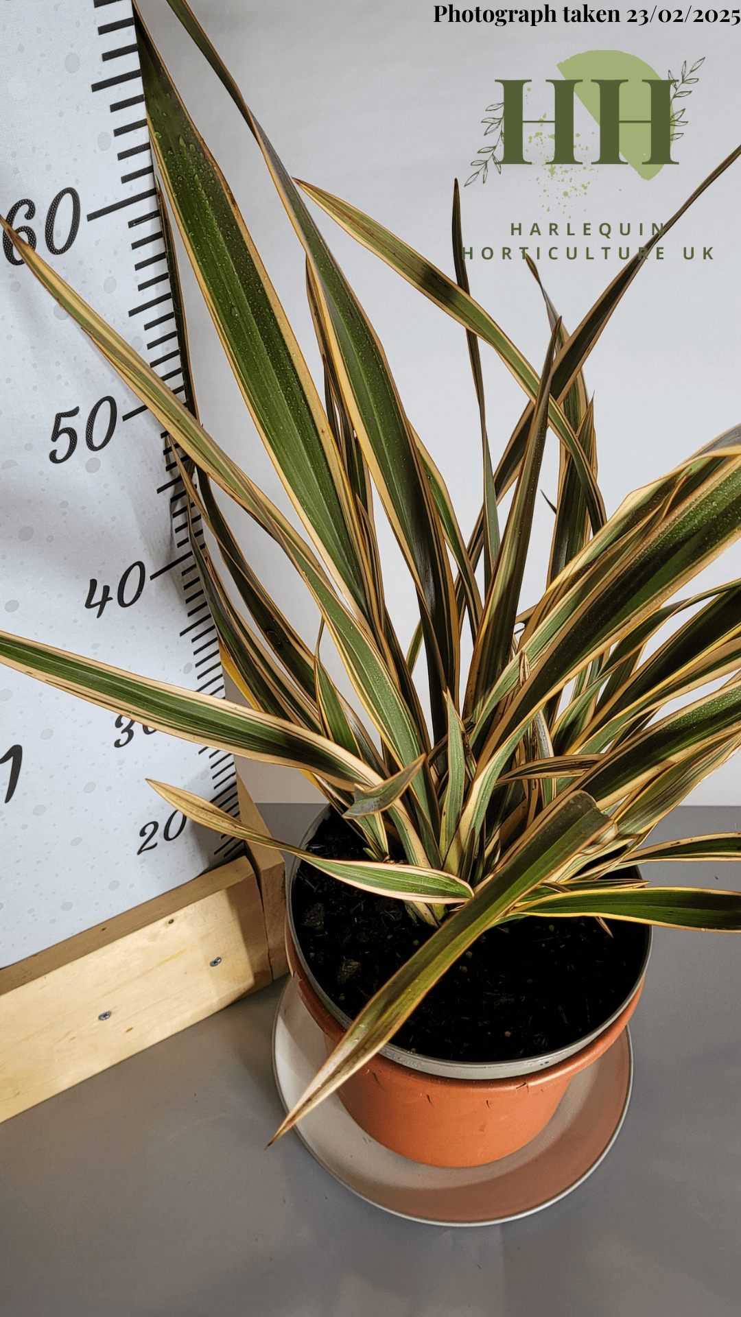 Phormium 'Golden Ray' | Evergreen Perennial | Size: 5 litre, 22.5cm Pot | Current Height: 60cm, Pot included