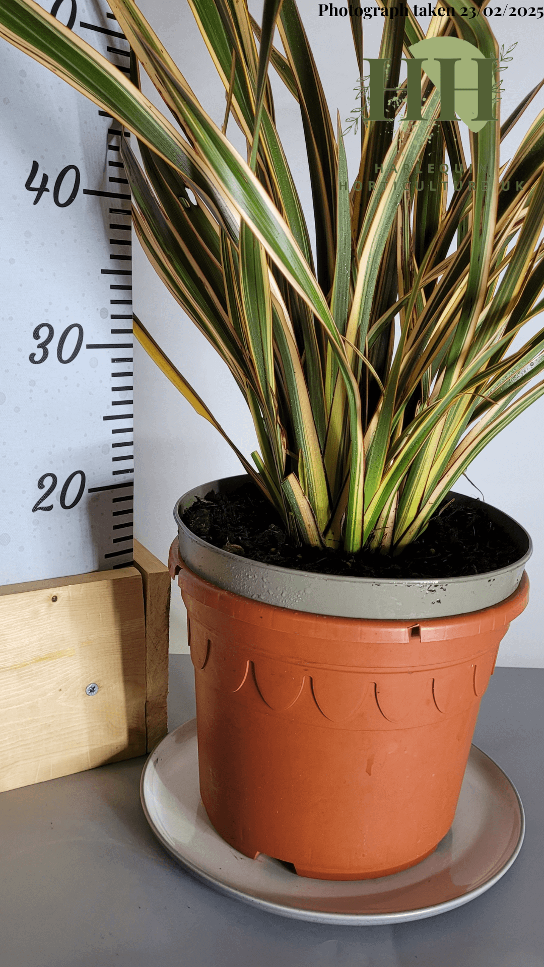 Phormium 'Golden Ray' | Evergreen Perennial | Size: 5 litre, 22.5cm Pot | Current Height: 60cm, Pot included