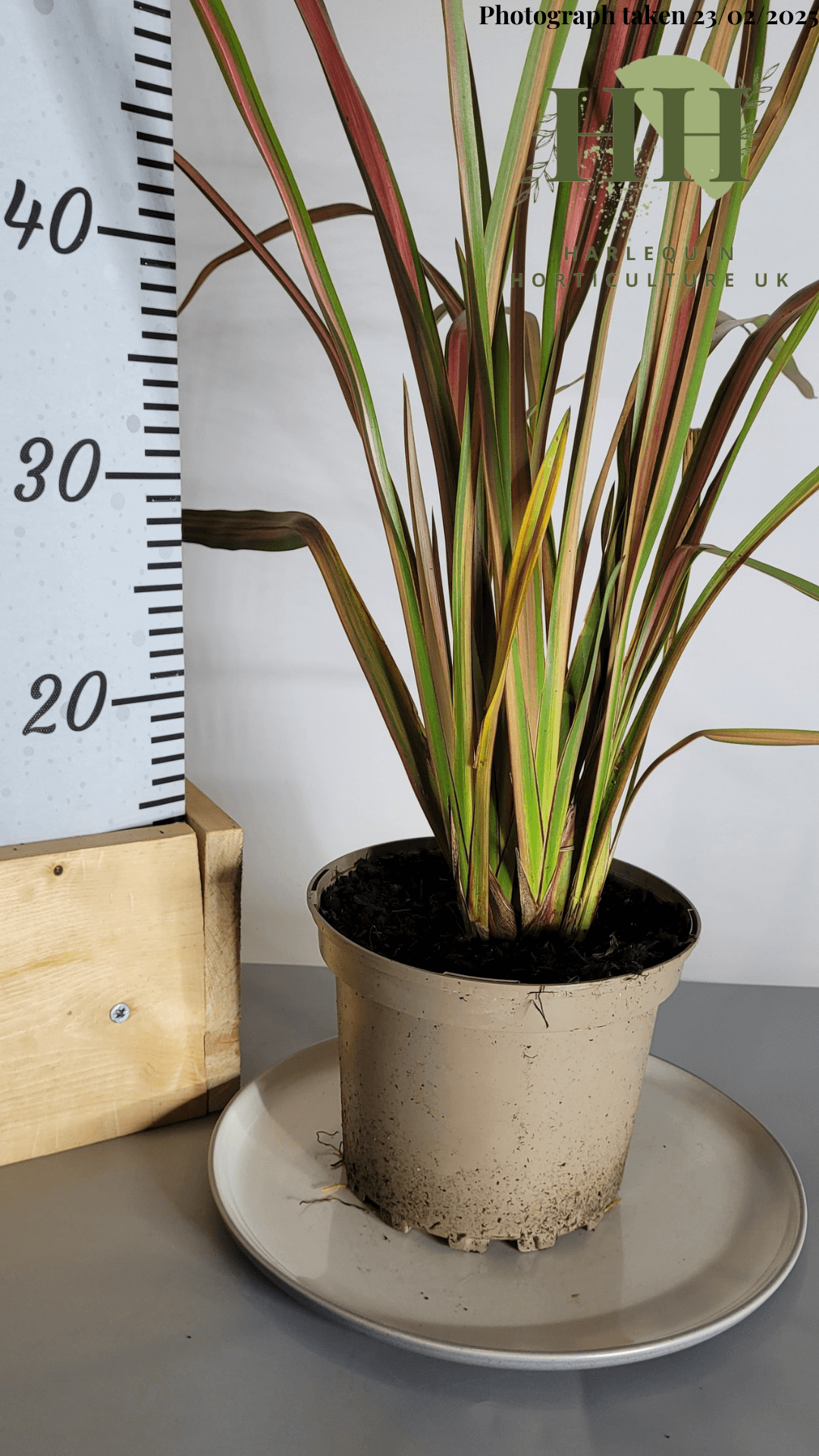 Phormium 'Jester' | Evergreen Perennial | Size: 2 litre, 17cm Pot | Current Height: 55cm, Pot included