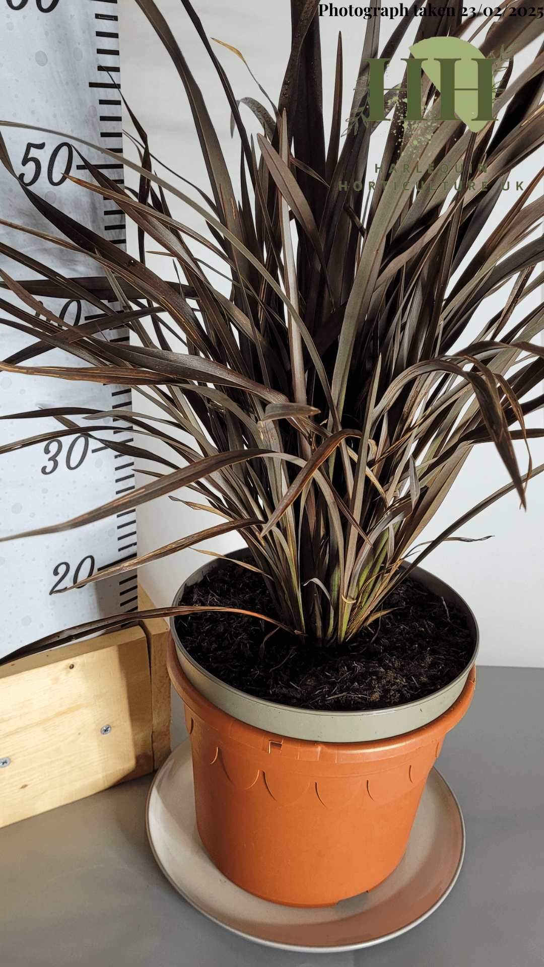 Phormium 'Platt’s Black' | Evergreen Perennial | Size: 5 litre, 22.5cm Pot | Current Height: 60cm, Pot included