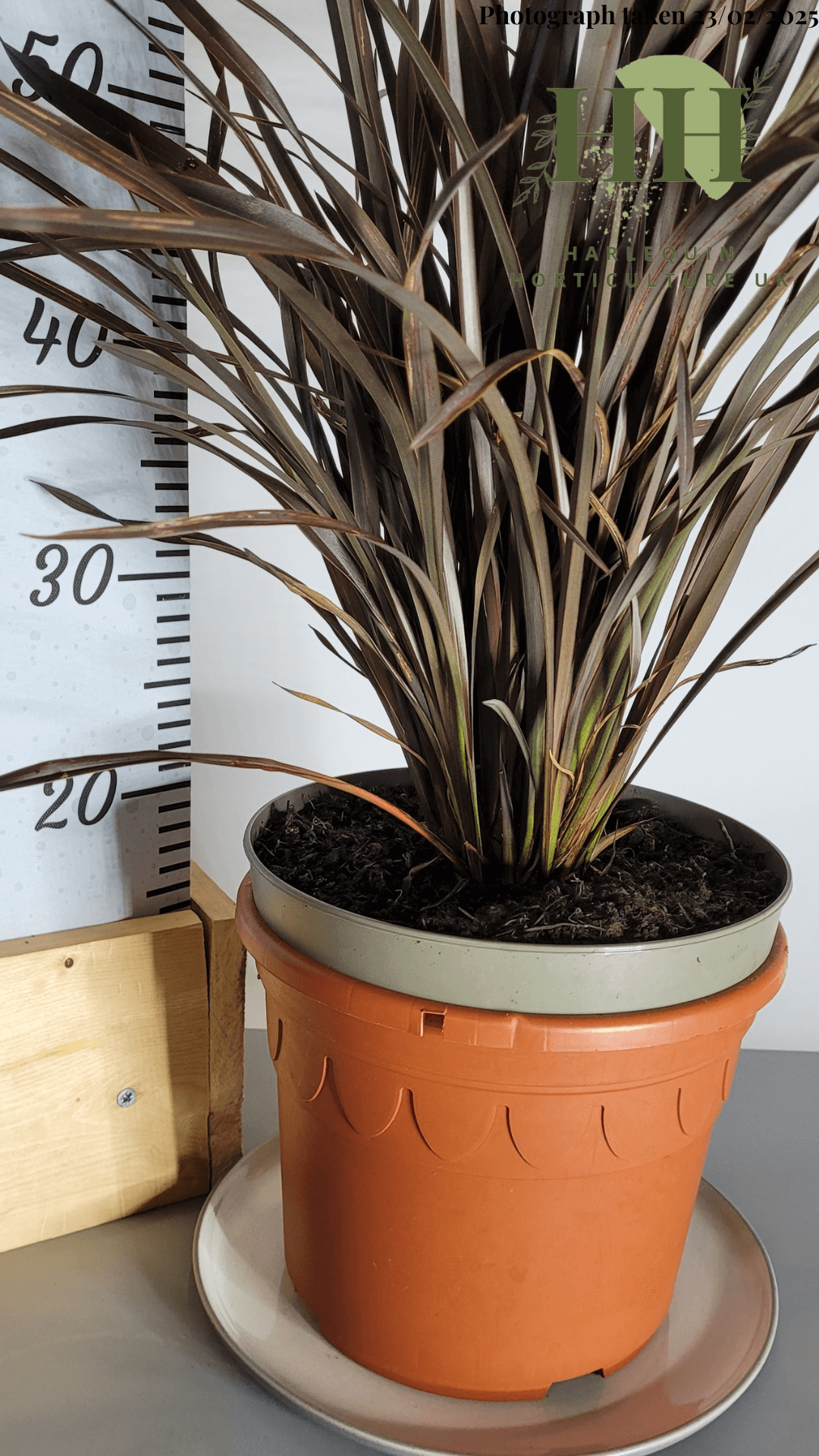 Phormium 'Platt’s Black' | Evergreen Perennial | Size: 5 litre, 22.5cm Pot | Current Height: 60cm, Pot included