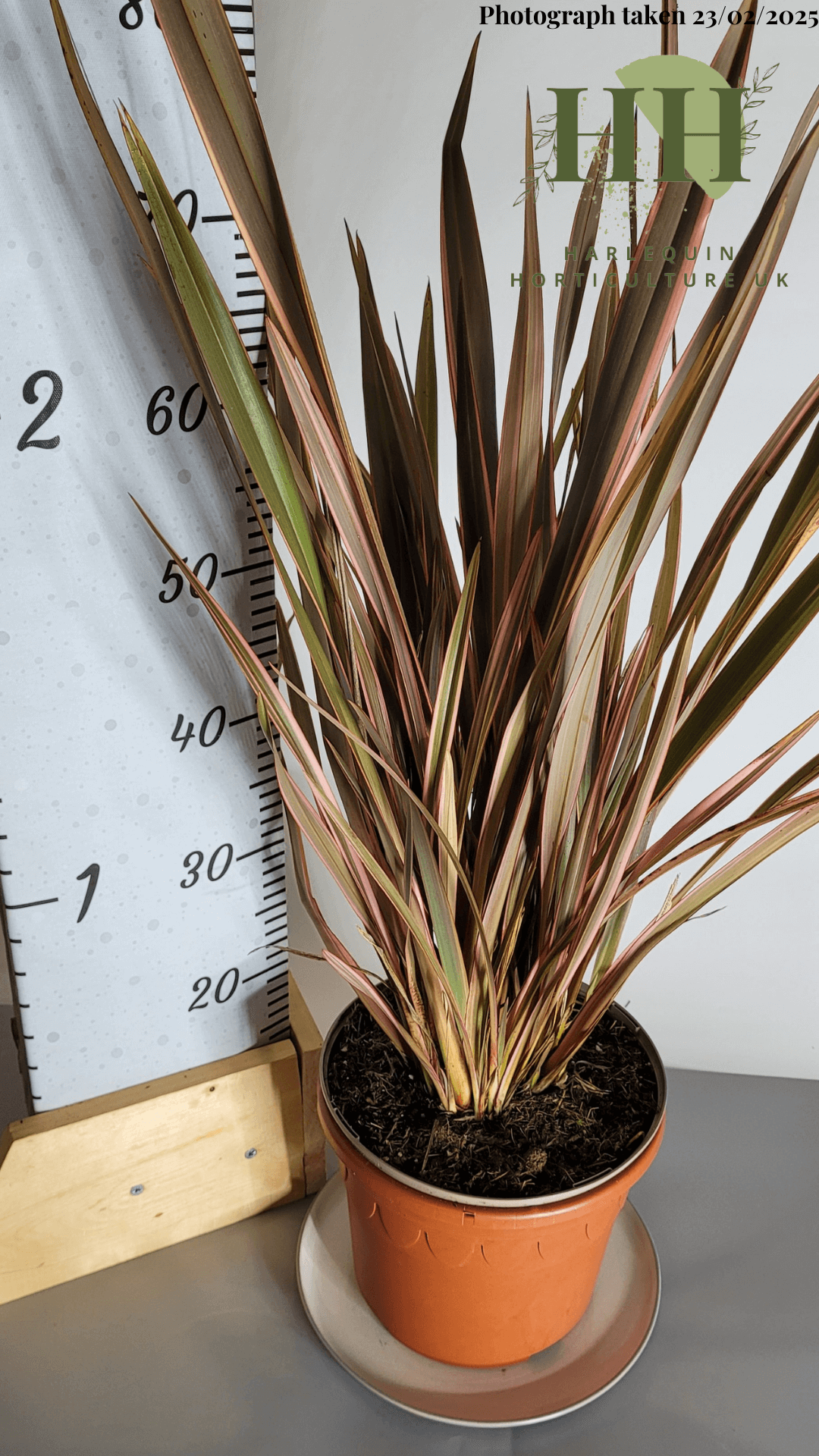 Phormium 'Rainbow Queen' | Evergreen Perennial | Size: 5 litre, 22.5cm Pot | Current Height: 75cm, Pot included