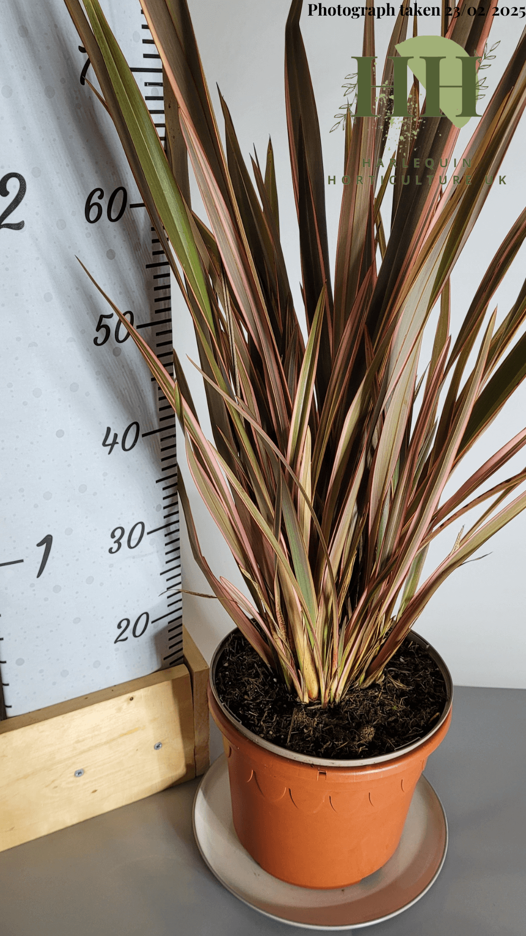Phormium 'Rainbow Queen' | Evergreen Perennial | Size: 5 litre, 22.5cm Pot | Current Height: 75cm, Pot included