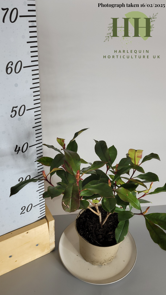 Photinia × fraseri 'Carre Rouge' | Evergreen Shrub | 2 litre, 17cm Pot | Current Height: 40cm, Pot included