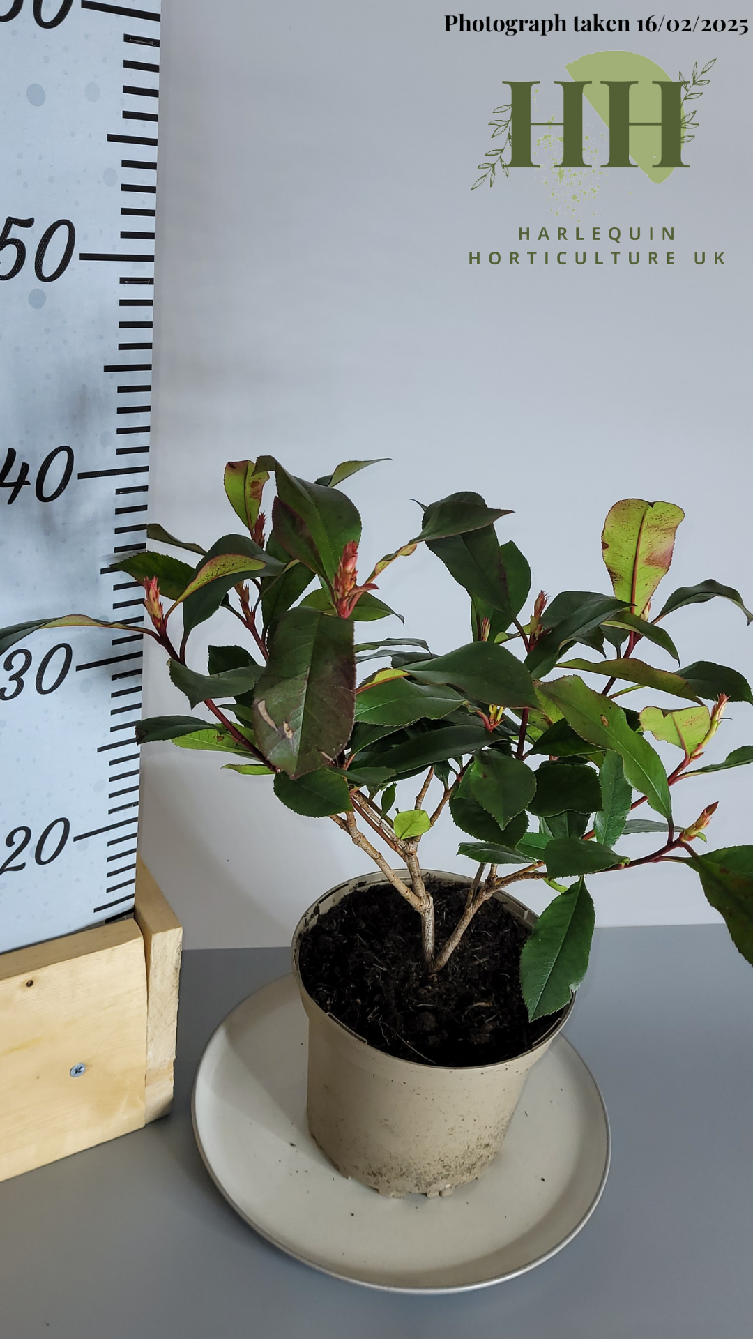 Photinia × fraseri 'Carre Rouge' | Evergreen Shrub | 2 litre, 17cm Pot | Current Height: 40cm, Pot included