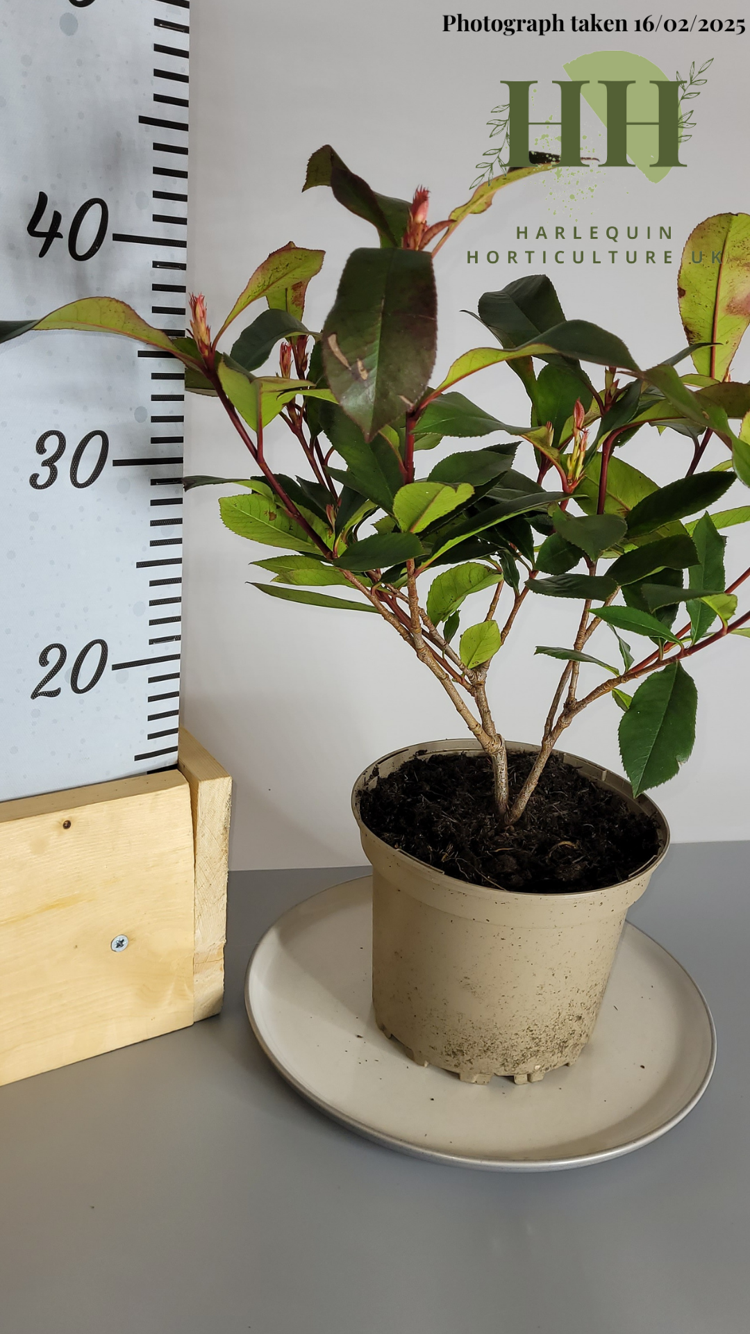 Photinia × fraseri 'Carre Rouge' | Evergreen Shrub | 2 litre, 17cm Pot | Current Height: 40cm, Pot included