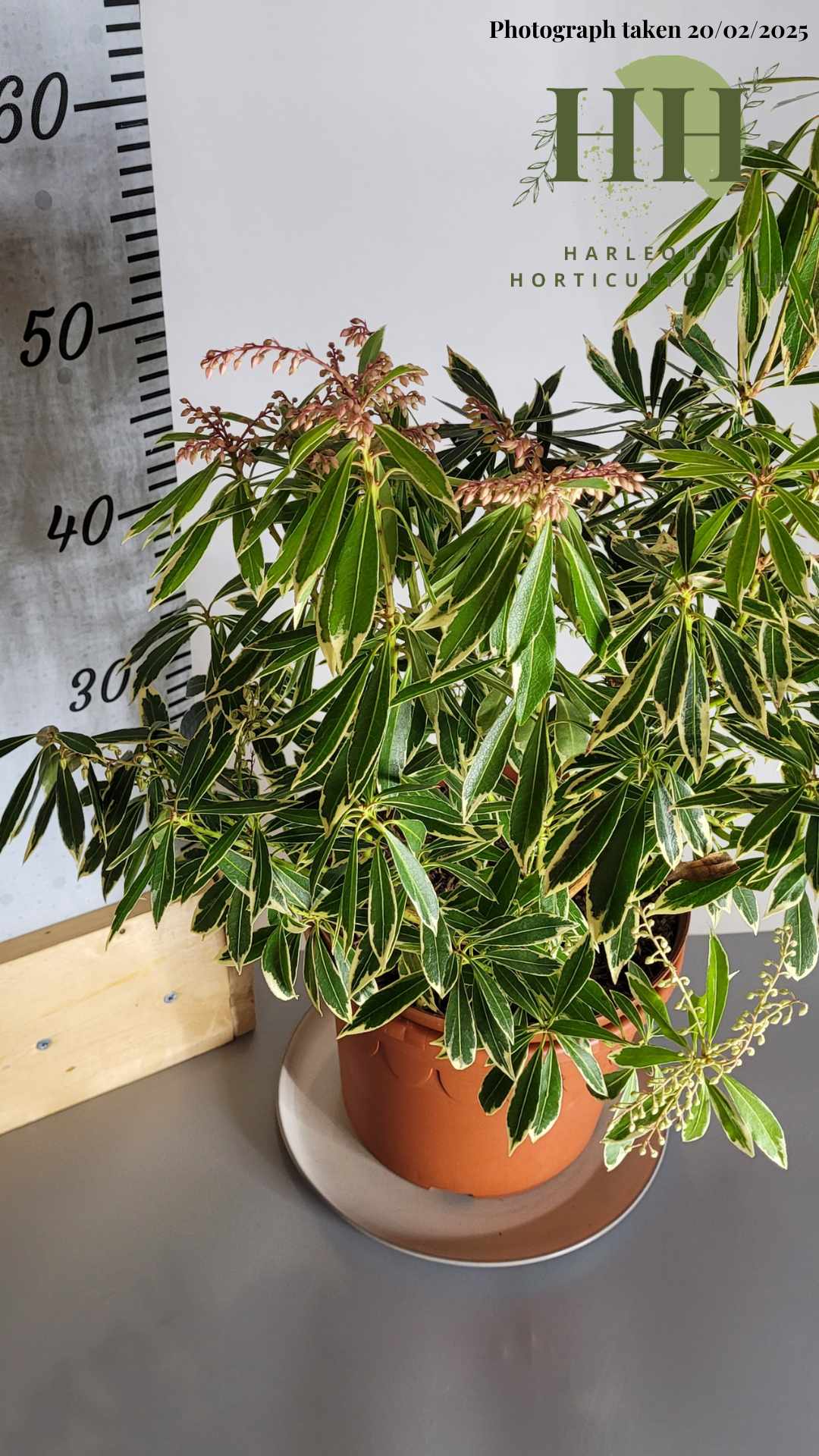 Pieris japonica 'Flaming Silver' | Evergreen Shrub | Size: 5 litre, 22.5cm Pot | Current Height: 50cm, Pot included