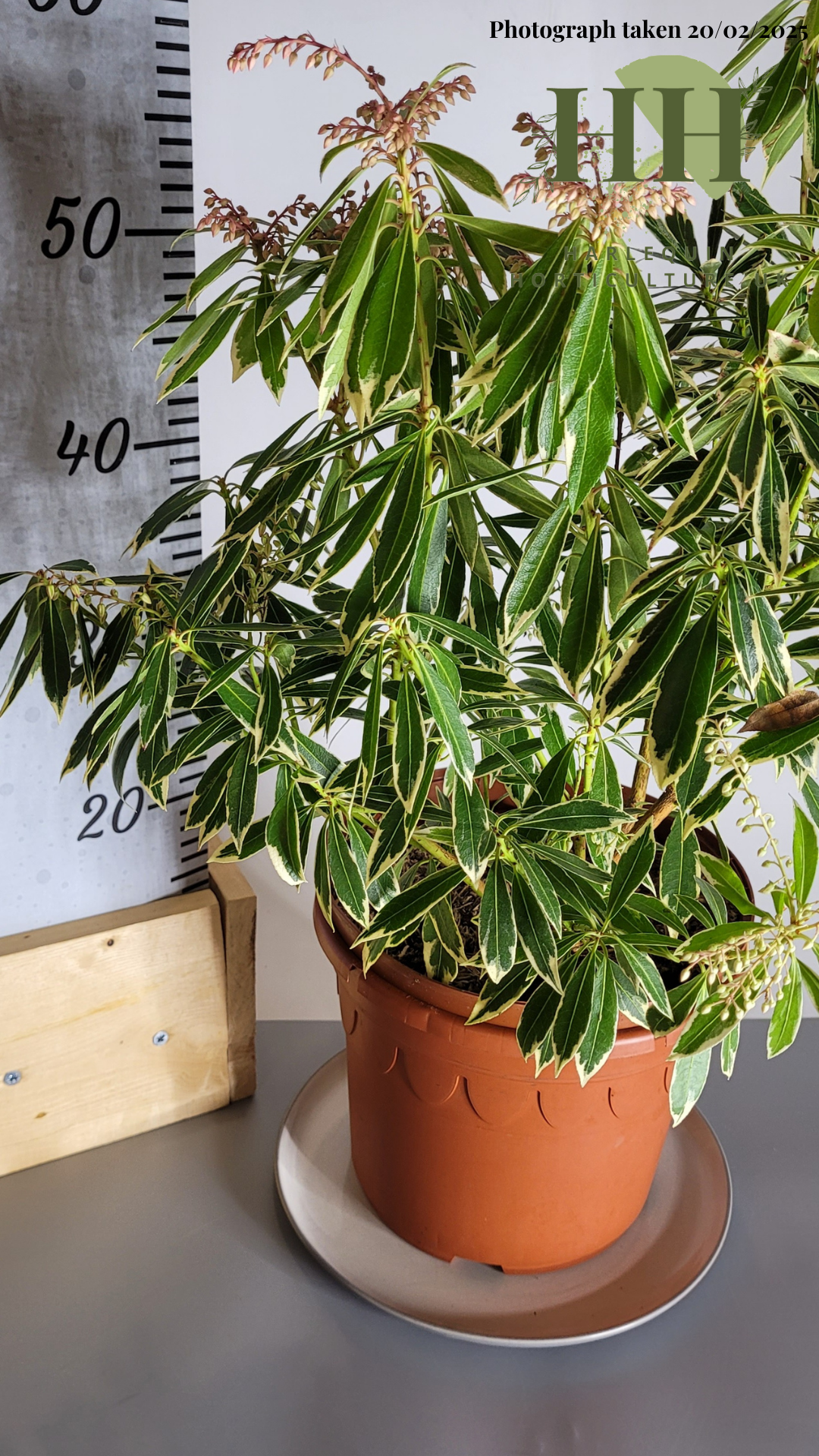 Pieris japonica 'Flaming Silver' | Evergreen Shrub | Size: 5 litre, 22.5cm Pot | Current Height: 50cm, Pot included