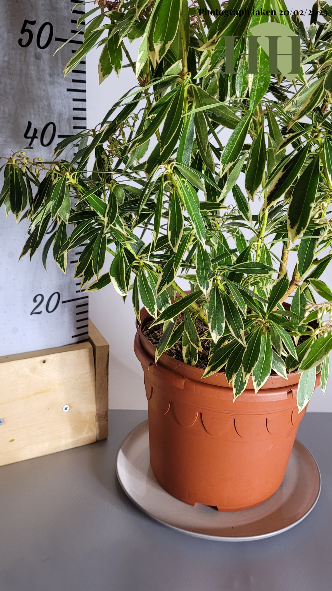 Pieris japonica 'Flaming Silver' | Evergreen Shrub | Size: 5 litre, 22.5cm Pot | Current Height: 50cm, Pot included