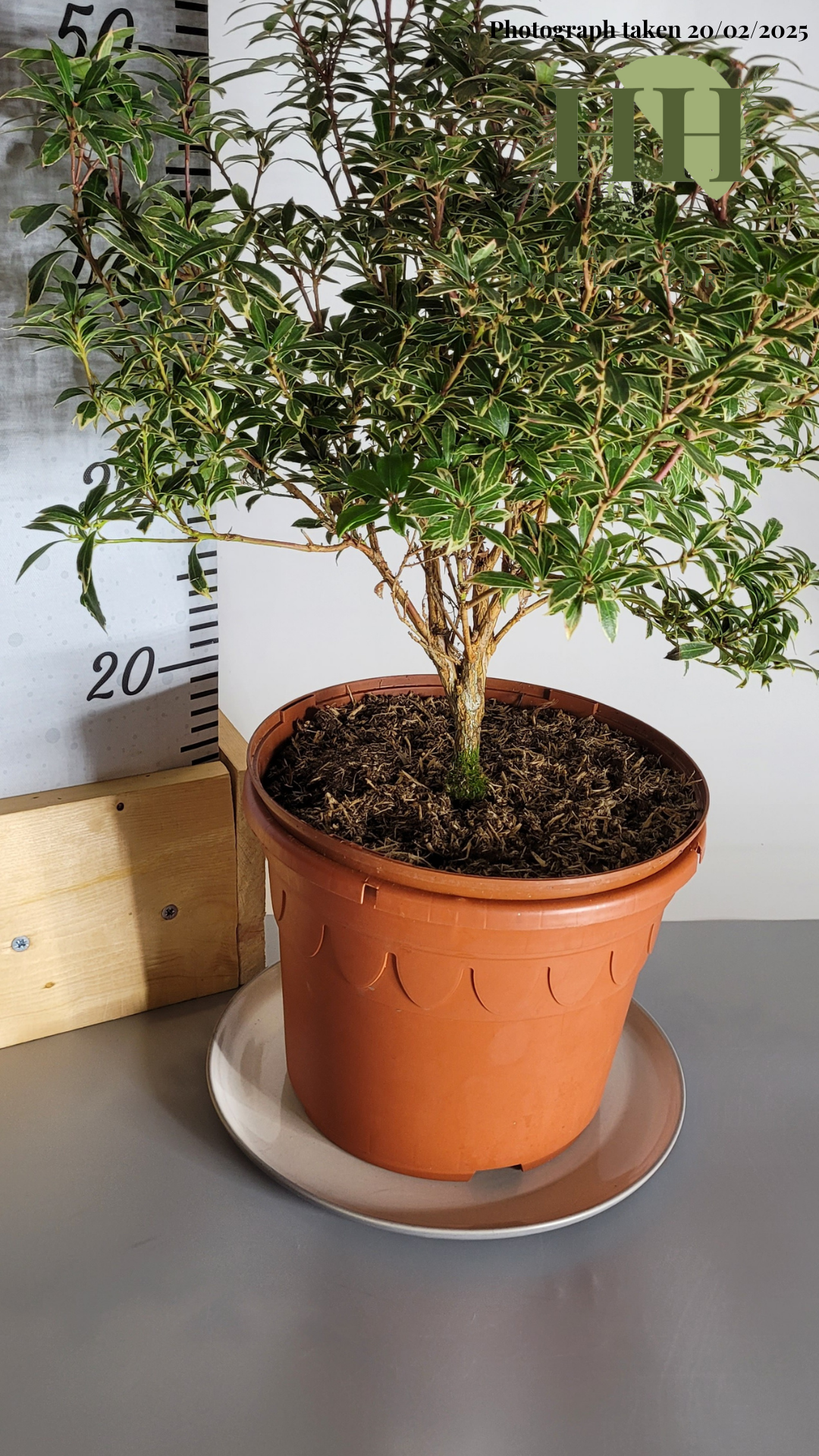 Pieris japonica 'Little Heath Variegata' | Evergreen Shrub | Size: 5 litre, 22.5cm Pot | Current Height: 50cm, Pot included