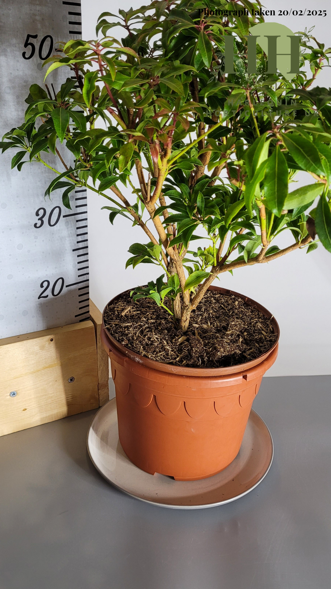 Pieris japonica 'Mountain Fire' | Evergreen Shrub | Size: 5 litre, 22.5cm Pot | Current Height: 50cm, Pot included