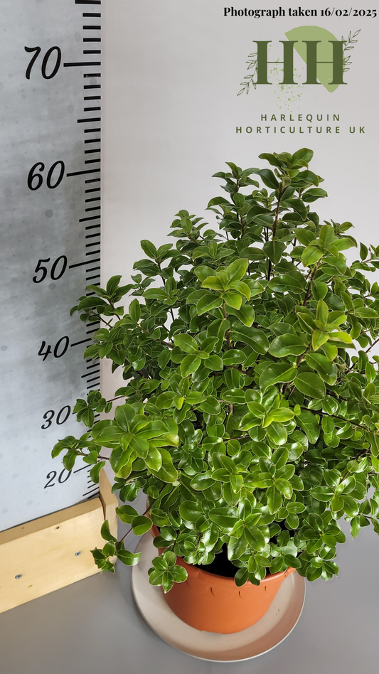 Pittosporum 'Irish Luck' | Evergreen Shrub | 5 litre, 22.5cm Pot | Current Height: 60cm, Pot included