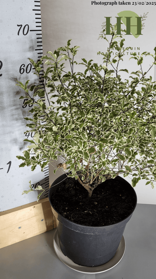 Pittosporum tenuifolium 'Variegata' | Evergreen Shrub | Size: 10 litre, 28cm Pot | Current Height: 65cm, Pot included
