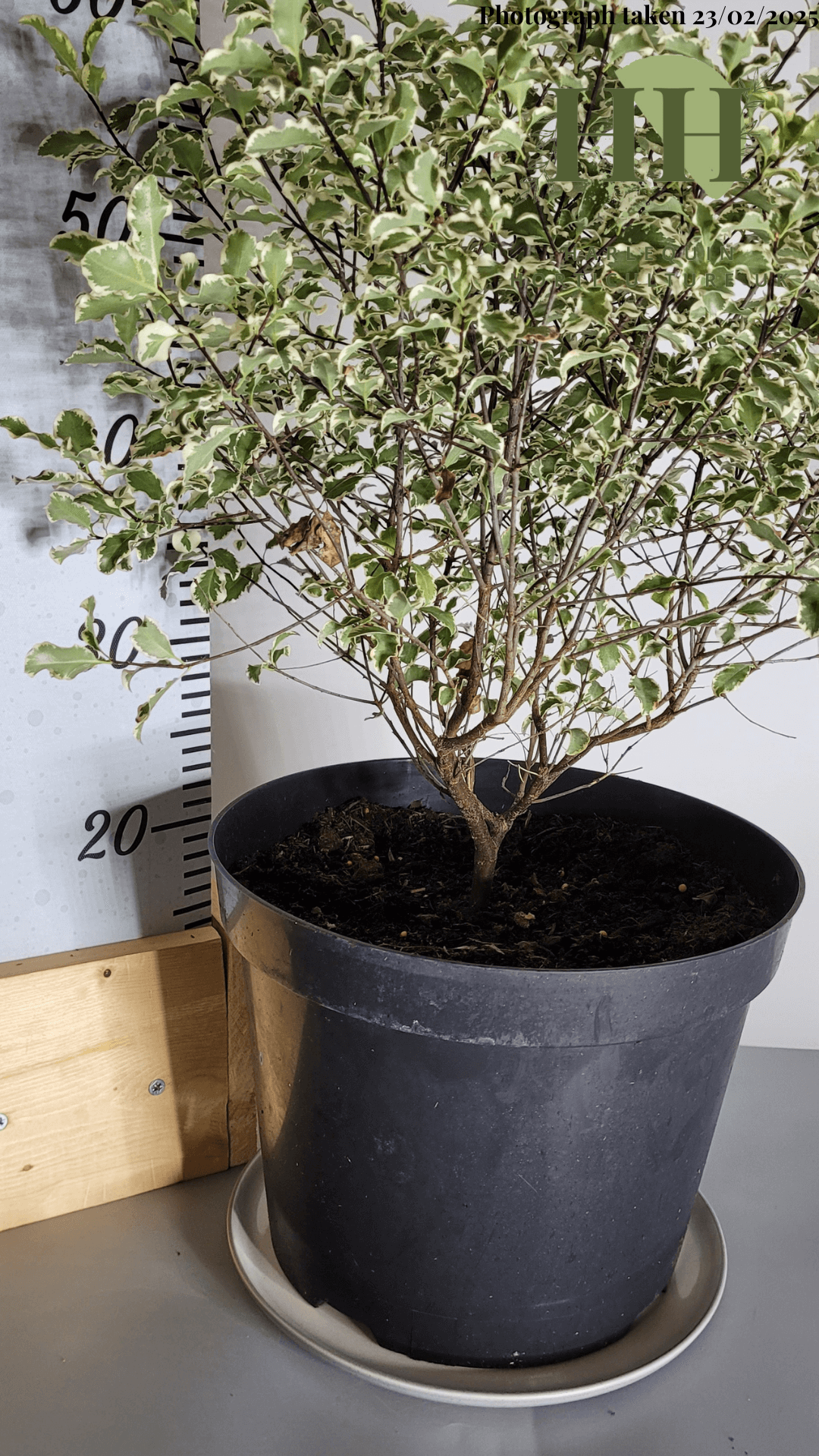 Pittosporum tenuifolium 'Variegata' | Evergreen Shrub | Size: 10 litre, 28cm Pot | Current Height: 65cm, Pot included