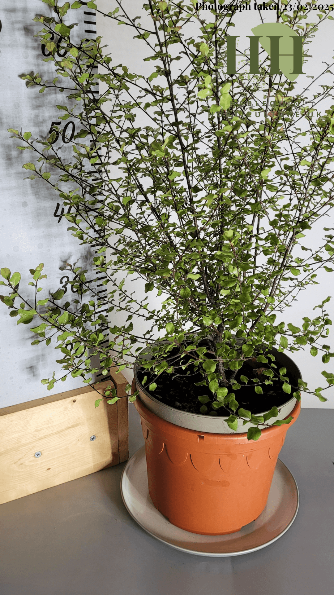 Pittosporum ten. 'Silver Sheen' | Evergreen Shrub | Size: 5 litre, 22.5cm Pot | Current Height: 70cm, Pot included