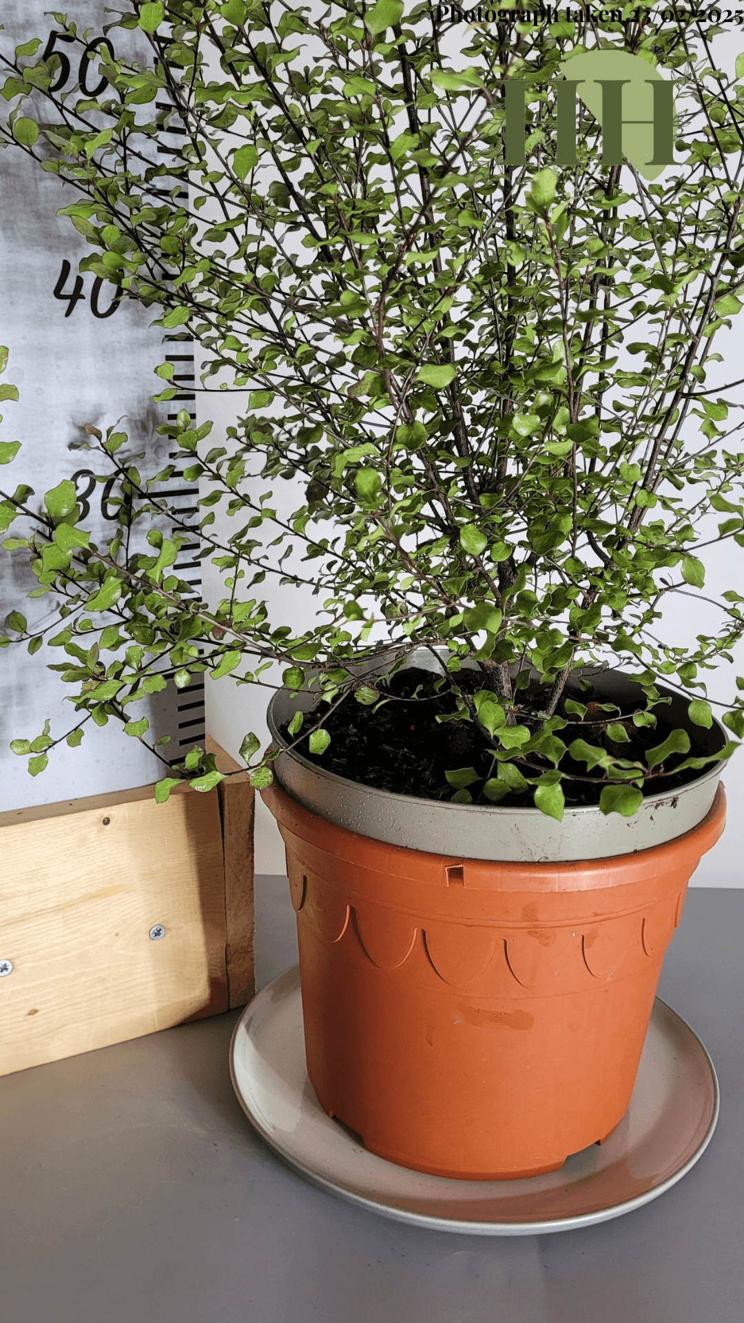 Pittosporum ten. 'Silver Sheen' | Evergreen Shrub | Size: 5 litre, 22.5cm Pot | Current Height: 70cm, Pot included