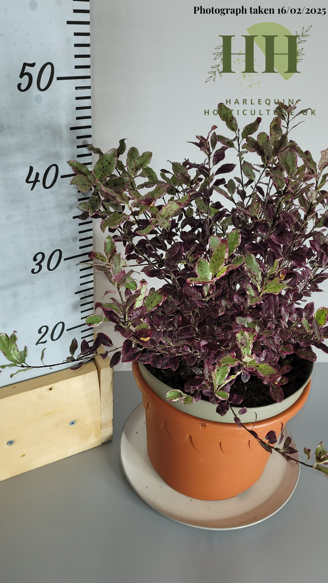 Pittosporum tenuifolium 'Bannow Bay' | Evergreen Shrub | 5 litre, 22.5cm Pot | Current Height: 45cm, Pot included