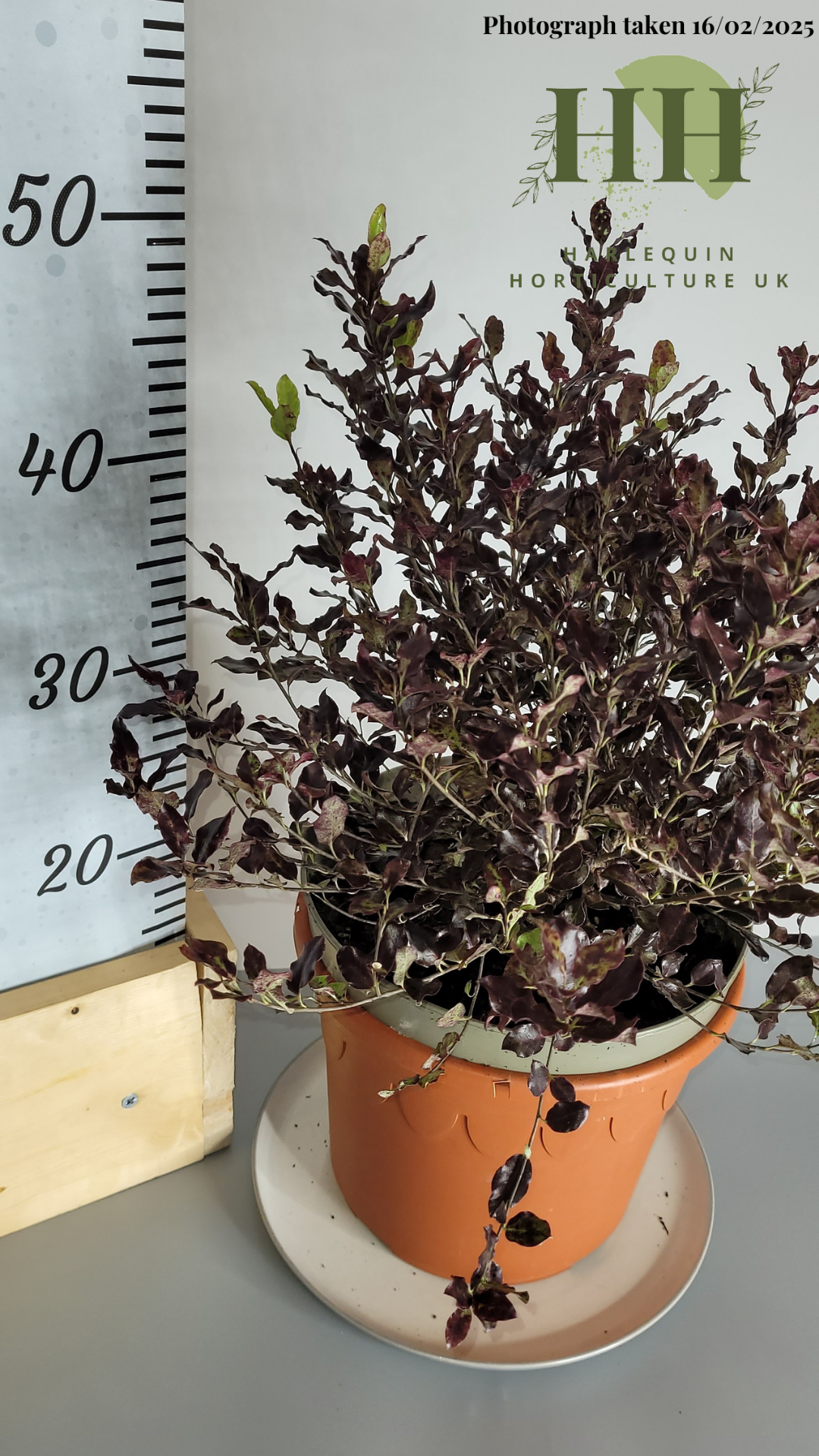 Pittosporum tenuifolium 'Tom Thumb' | Evergreen Shrub | 5 litre, 22.5cm Pot | Current Height: 45cm, Pot included