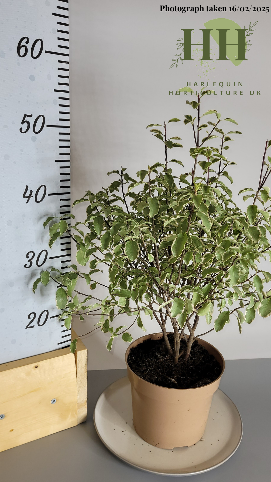 Pittosporum tenuifolium 'Variegata' | Evergreen Shrub | Size: 2 litre, 17cm Pot | Current Height: 50cm, Pot included