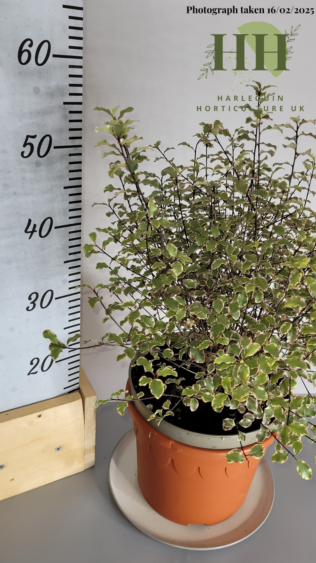 Pittosporum tenuifolium 'Victoria' | Evergreen Shrub | 5 litre, 22.5cm Pot | Current Height: 50cm, Pot included