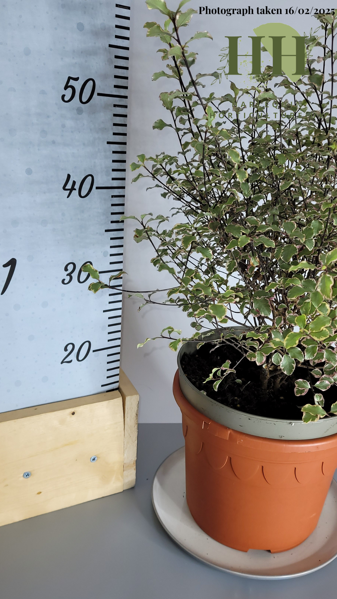 Pittosporum tenuifolium 'Victoria' | Evergreen Shrub | 5 litre, 22.5cm Pot | Current Height: 50cm, Pot included