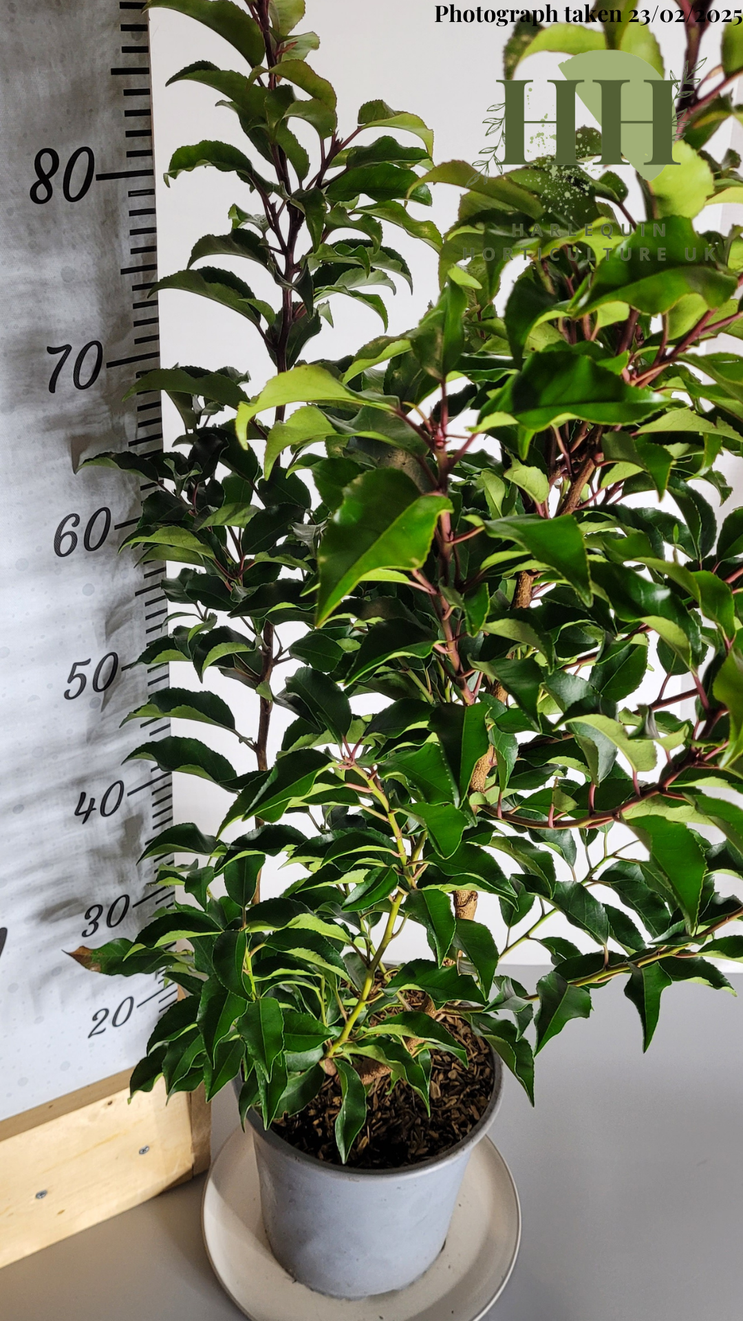 Prunus lusitanica 'Angustifolia' | Evergreen Shrub | Size: 5 litre, 22.5cm Pot | Current Height: 80cm, Pot included