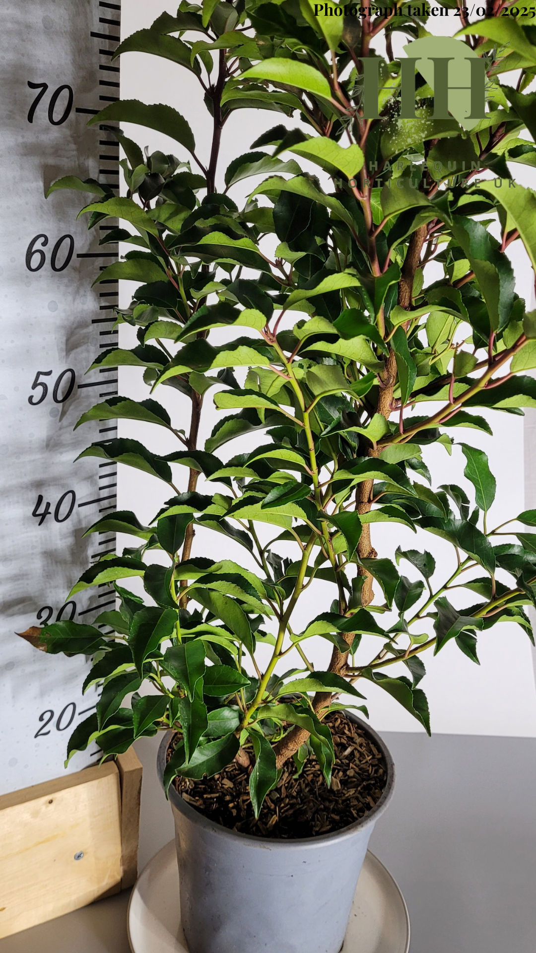 Prunus lusitanica 'Angustifolia' | Evergreen Shrub | Size: 5 litre, 22.5cm Pot | Current Height: 80cm, Pot included