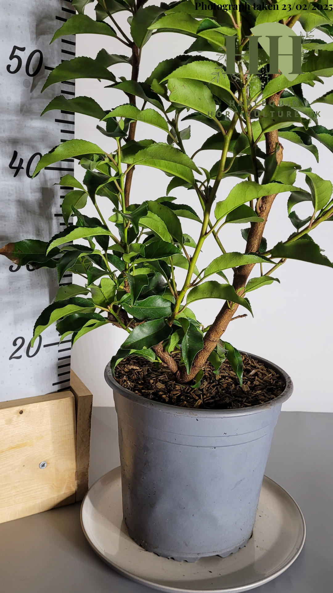 Prunus lusitanica 'Angustifolia' | Evergreen Shrub | Size: 5 litre, 22.5cm Pot | Current Height: 80cm, Pot included