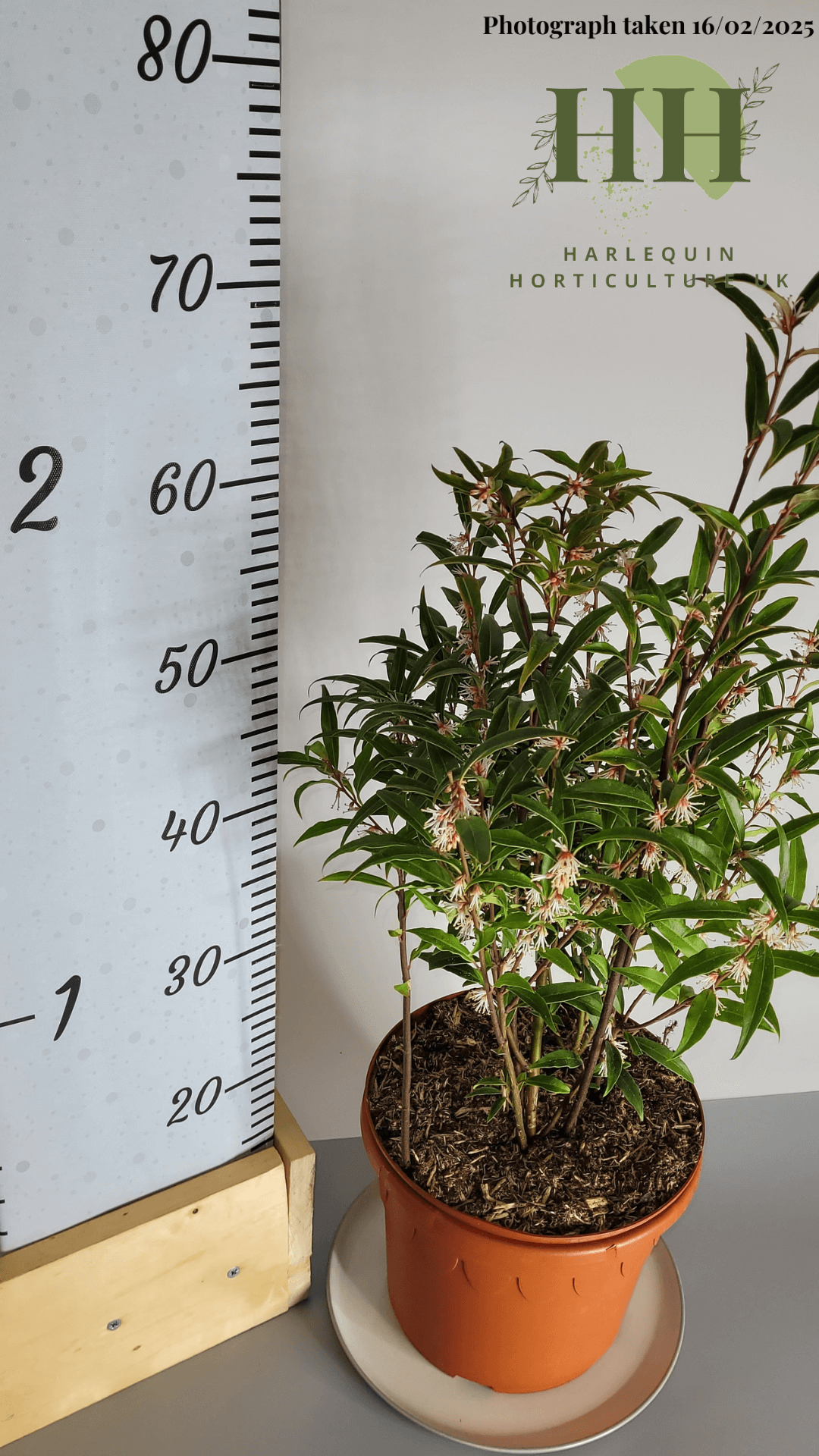 Sarcococca hookeriana digyna | Evergreen Shrub | 5 litre, 22.5cm Pot | Current Height: 60cm, Pot included