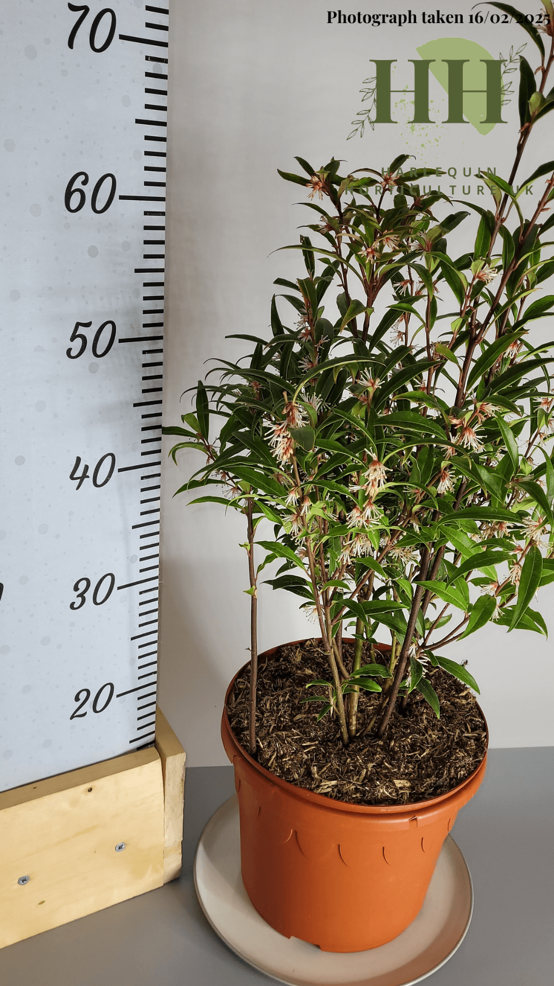 Sarcococca hookeriana digyna | Evergreen Shrub | 5 litre, 22.5cm Pot | Current Height: 60cm, Pot included