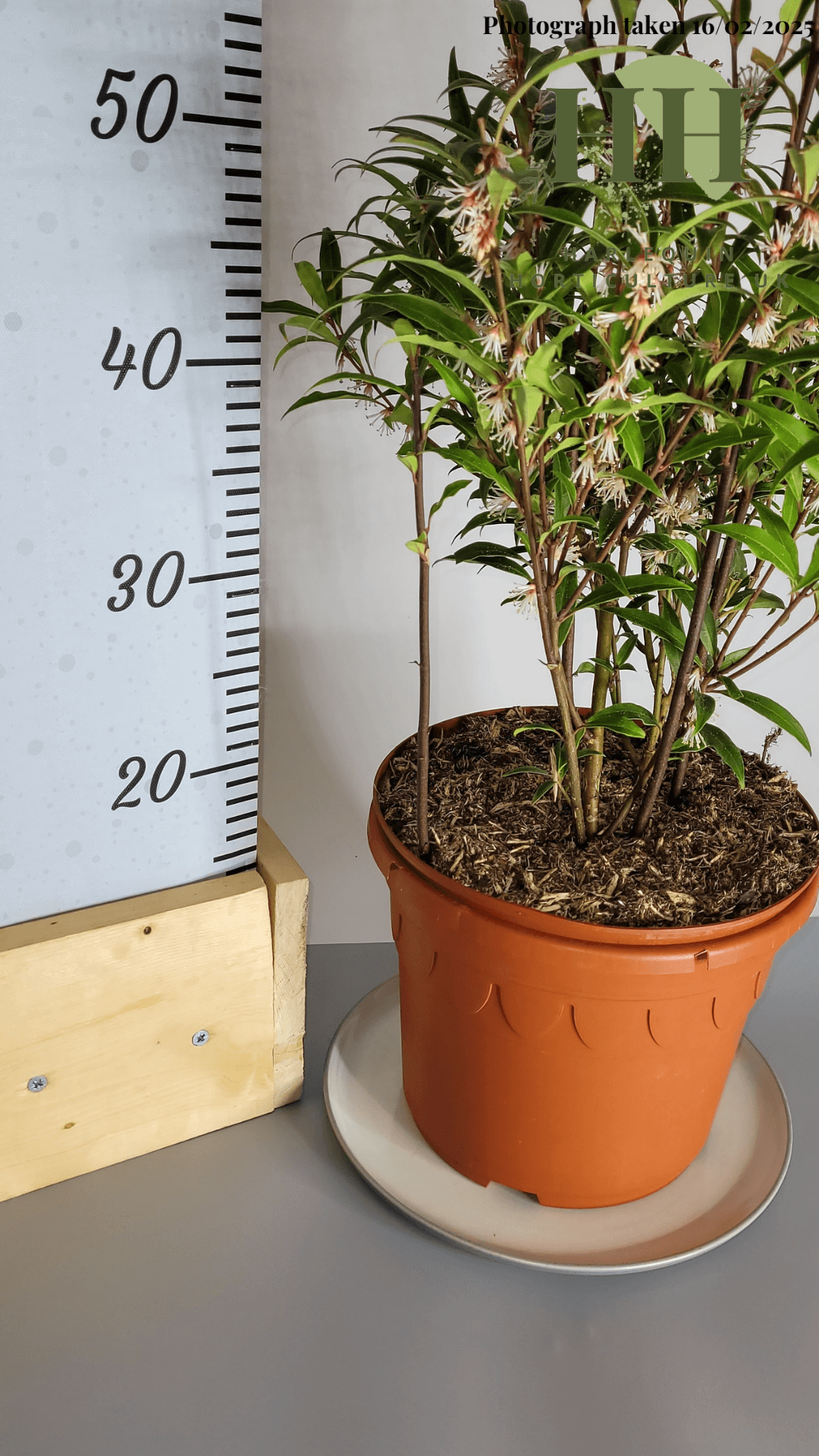 Sarcococca hookeriana digyna | Evergreen Shrub | 5 litre, 22.5cm Pot | Current Height: 60cm, Pot included