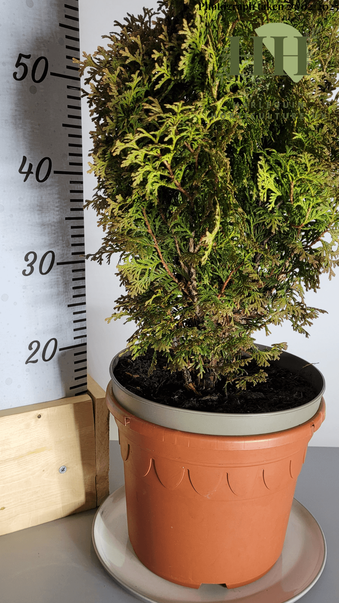 Thuja occidentalis 'Hurricane' | Evergreen Conifer | Size: 5 litre, 22.5cm Pot | Current Height: 70cm, Pot included
