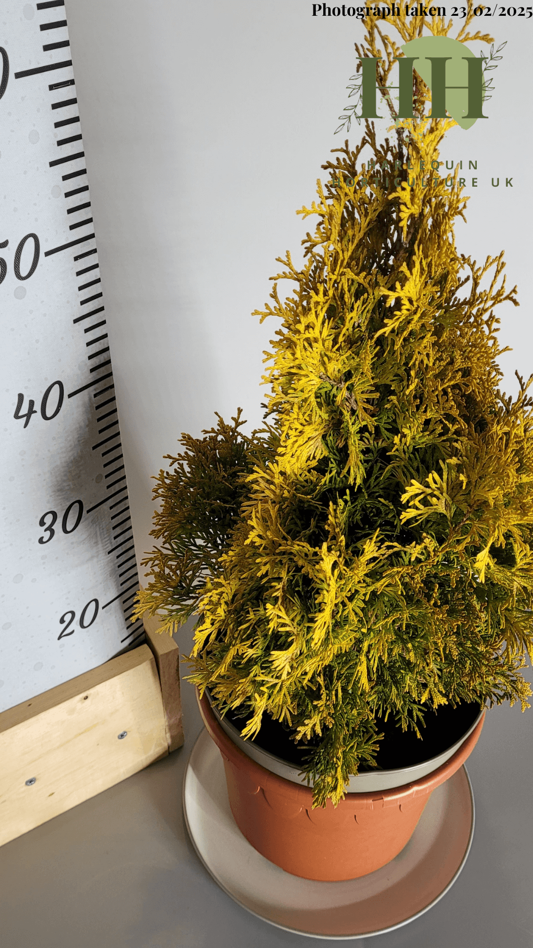 Thuja occidentalis 'Sunny Smaragd' | Evergreen Conifer | Size: 5 litre, 22.5cm Pot | Current Height: 60cm, Pot included