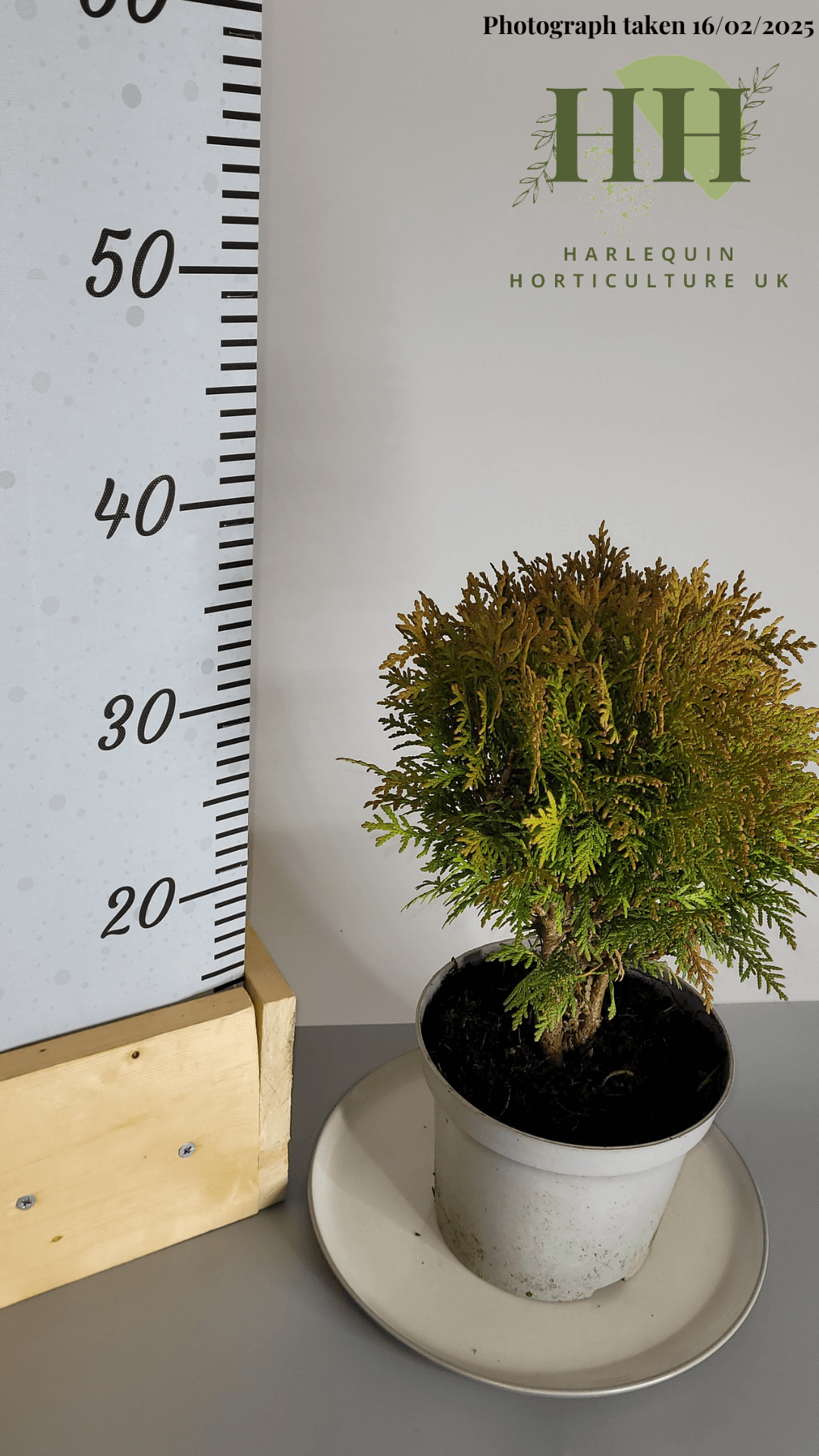 Thuja occidentalis 'Woodwardii' | Evergreen Conifer | 2 litre, 17cm Pot | Current Height: 35cm, Pot included