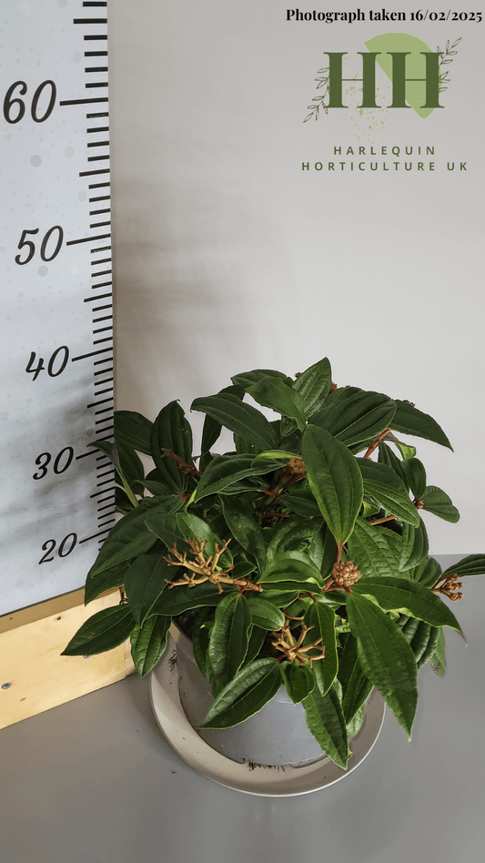 Viburnum davidii | Evergreen Shrub | 7.5 litre, 25cm Pot | Current Height: 35cm, Pot included