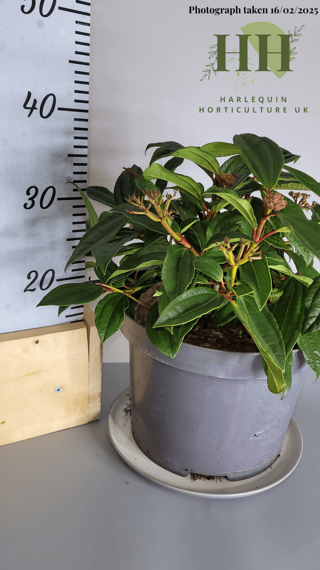 Viburnum davidii | Evergreen Shrub | 7.5 litre, 25cm Pot | Current Height: 35cm, Pot included