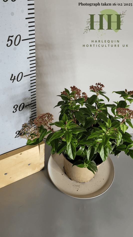 Viburnum tinus 'Eve Price' | Evergreen Shrub | Size: 2 litre, 17cm Pot | Current Height: 35cm, Pot included
