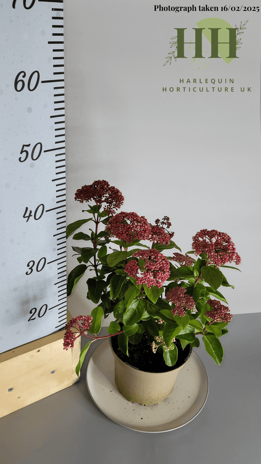 Viburnum tinus 'Lisa Rose' | Evergreen Shrub | Size: 2 litre, 17cm Pot | Current Height: 35cm, Pot included