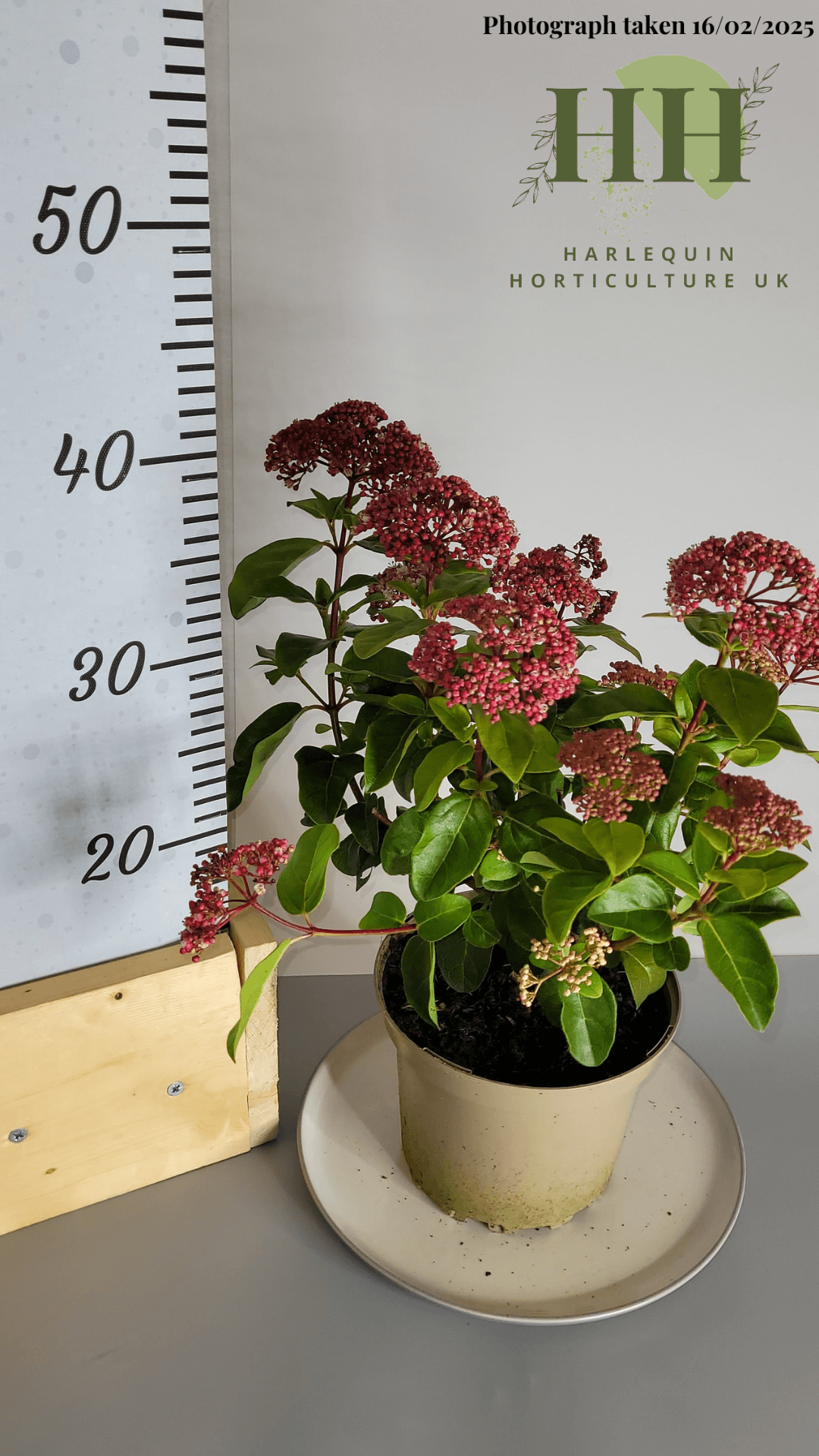 Viburnum tinus 'Lisa Rose' | Evergreen Shrub | Size: 2 litre, 17cm Pot | Current Height: 35cm, Pot included